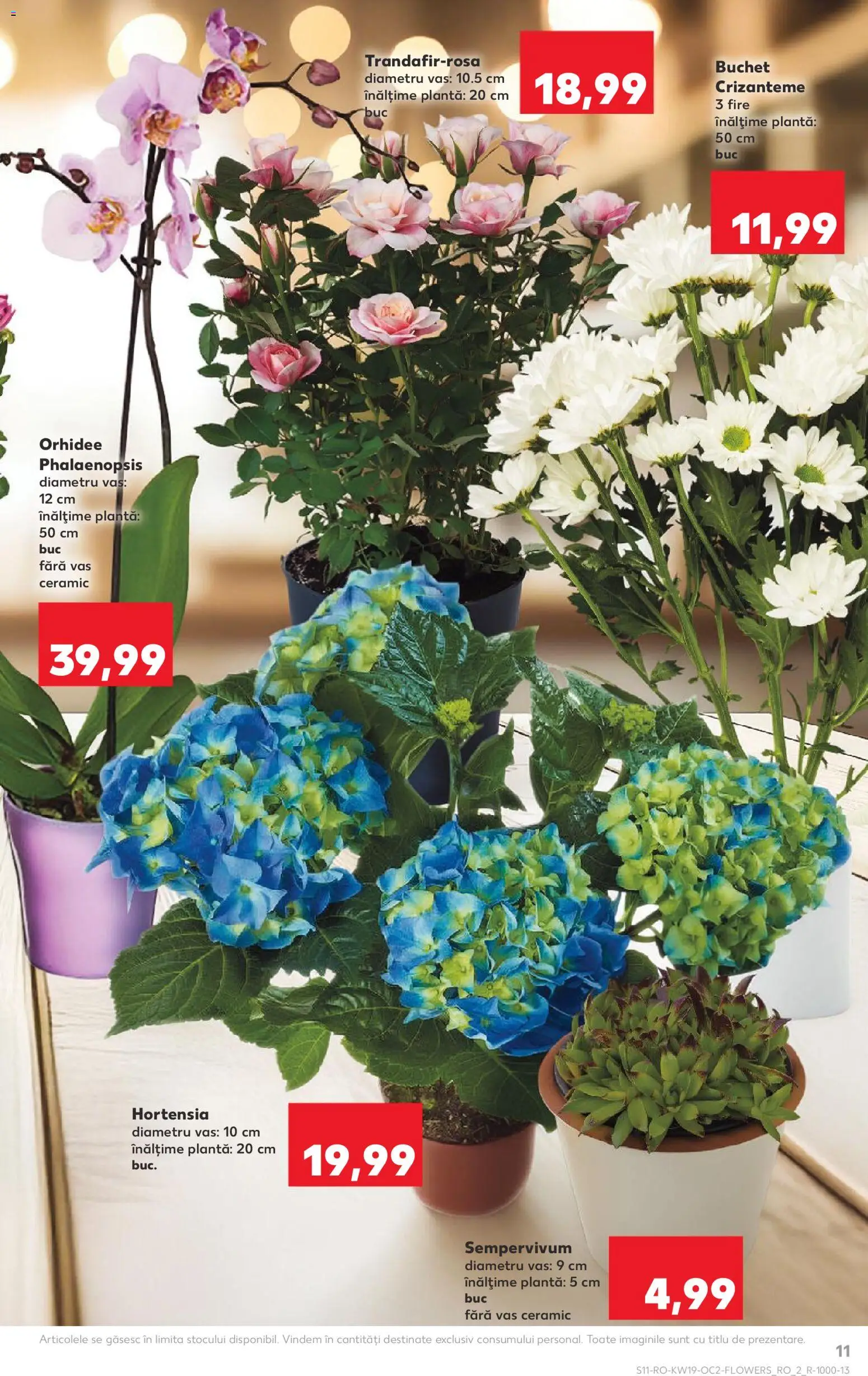 Catalog Kaufland 6 - 11 Mai 2026 | Pagina 11 | Produse: Orhidee