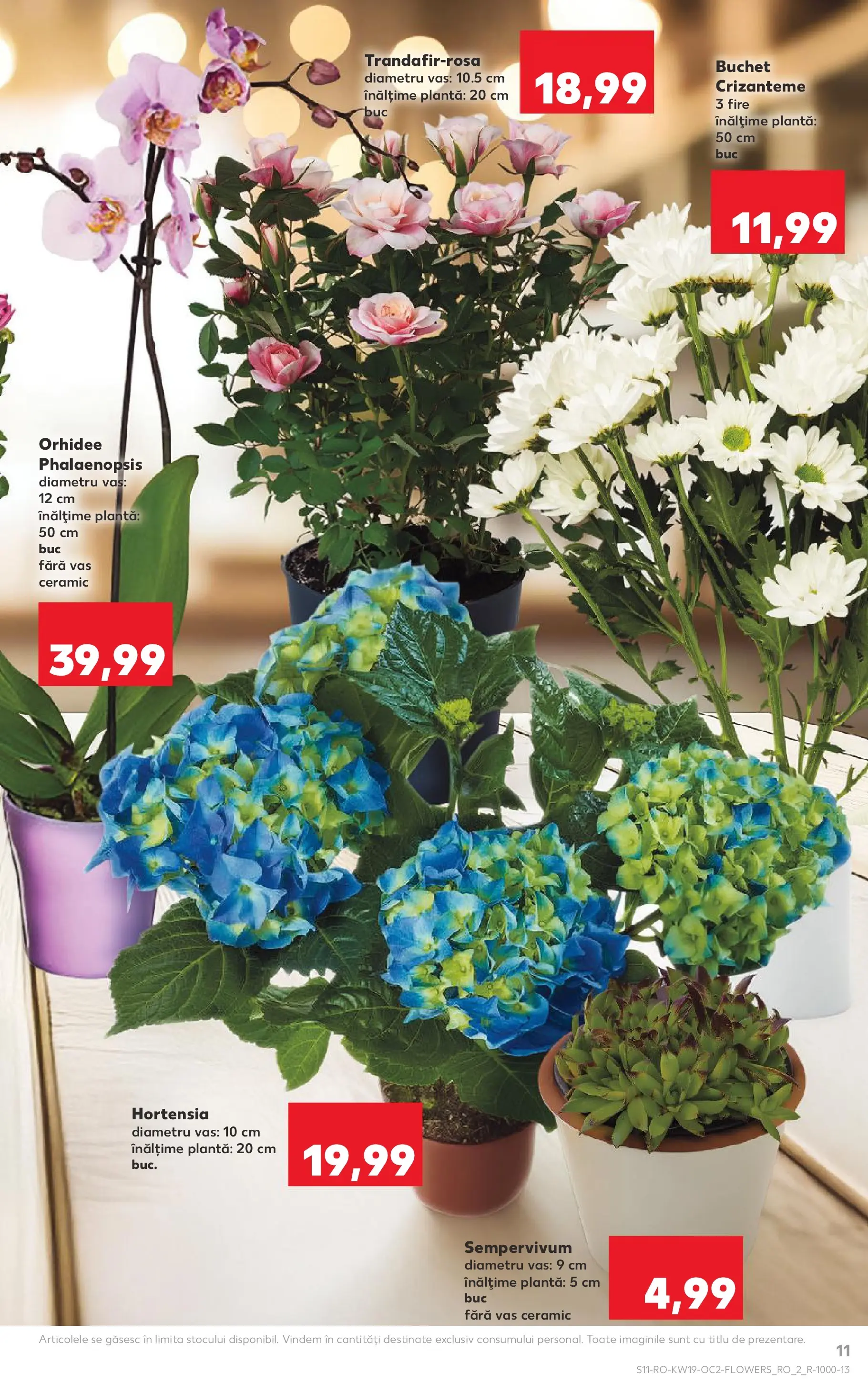 Catalog Kaufland 6 - 11 Mai 2026 | Pagina 11 | Produse: Orhidee