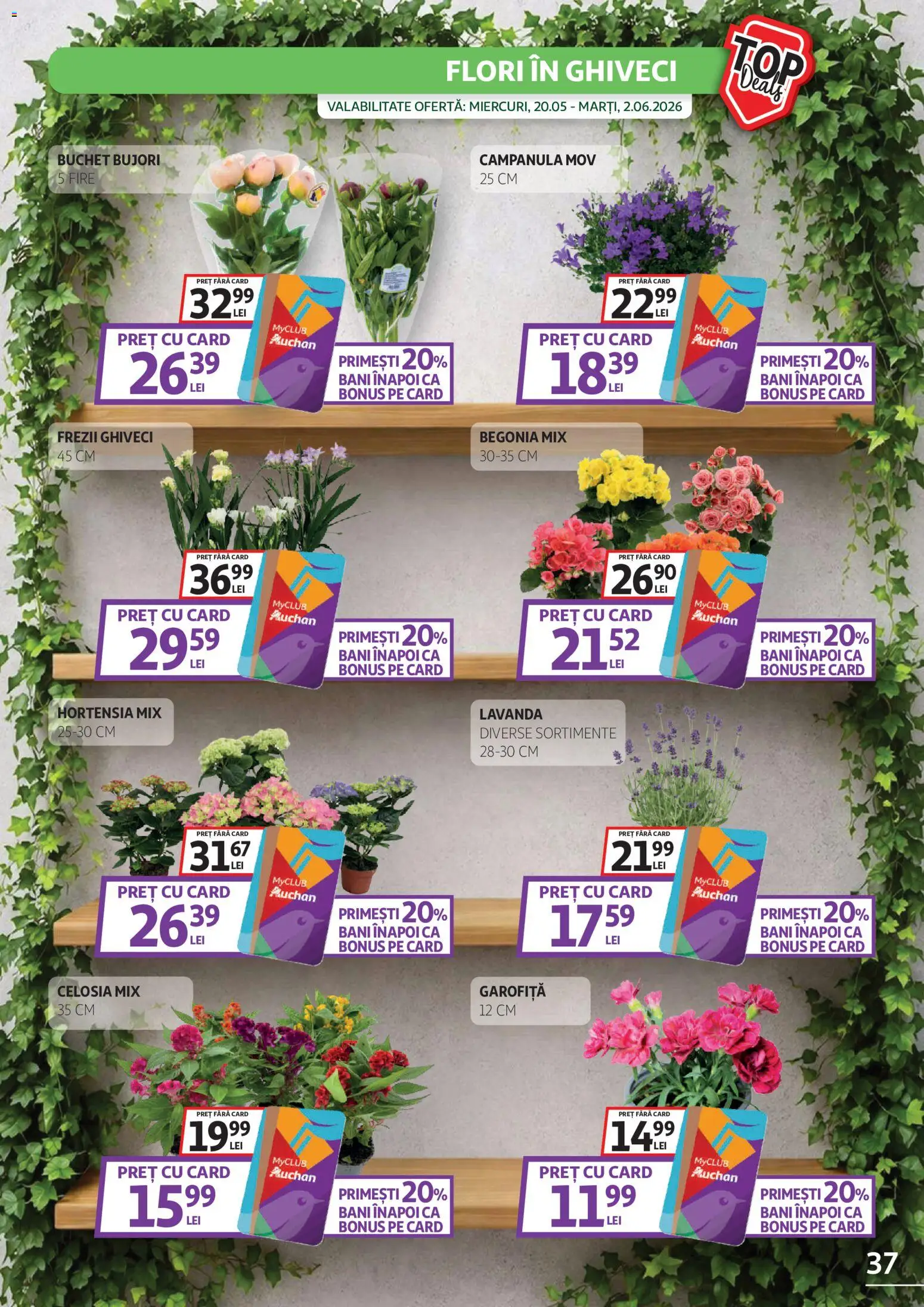 Catalog Auchan 20 Mai - 1 Iunie 2026 | Pagina 37 | Produse: Ghiveci