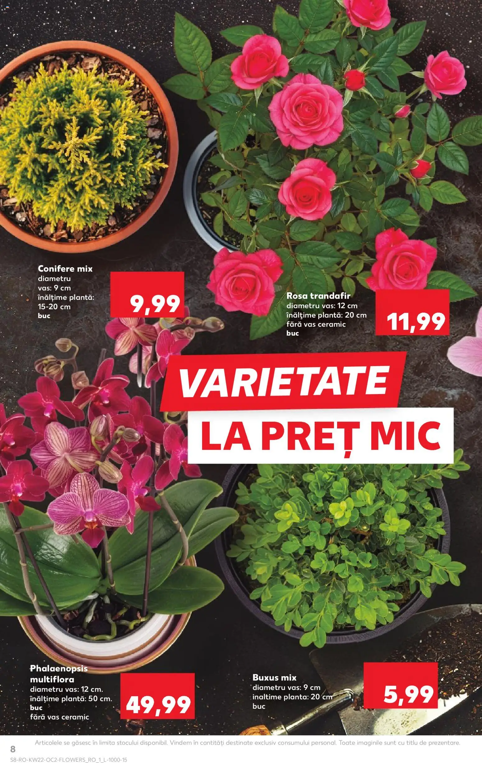 Catalog Kaufland 27 Mai - 1 Iunie 2026 | Pagina 8 | Produse: Trandafir