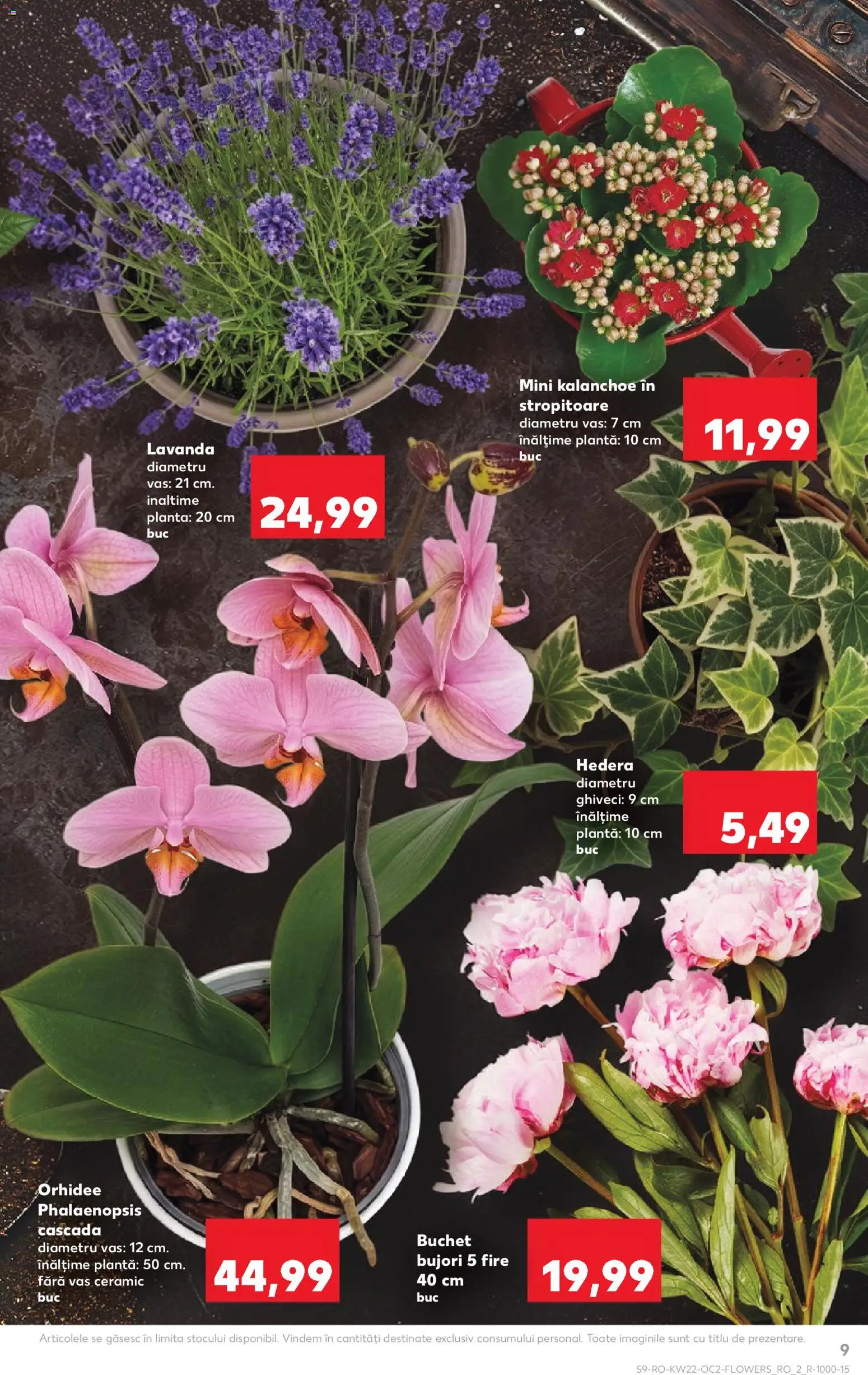Catalog Kaufland 27 Mai - 1 Iunie 2026 | Pagina 9 | Produse: Orhidee, Ghiveci