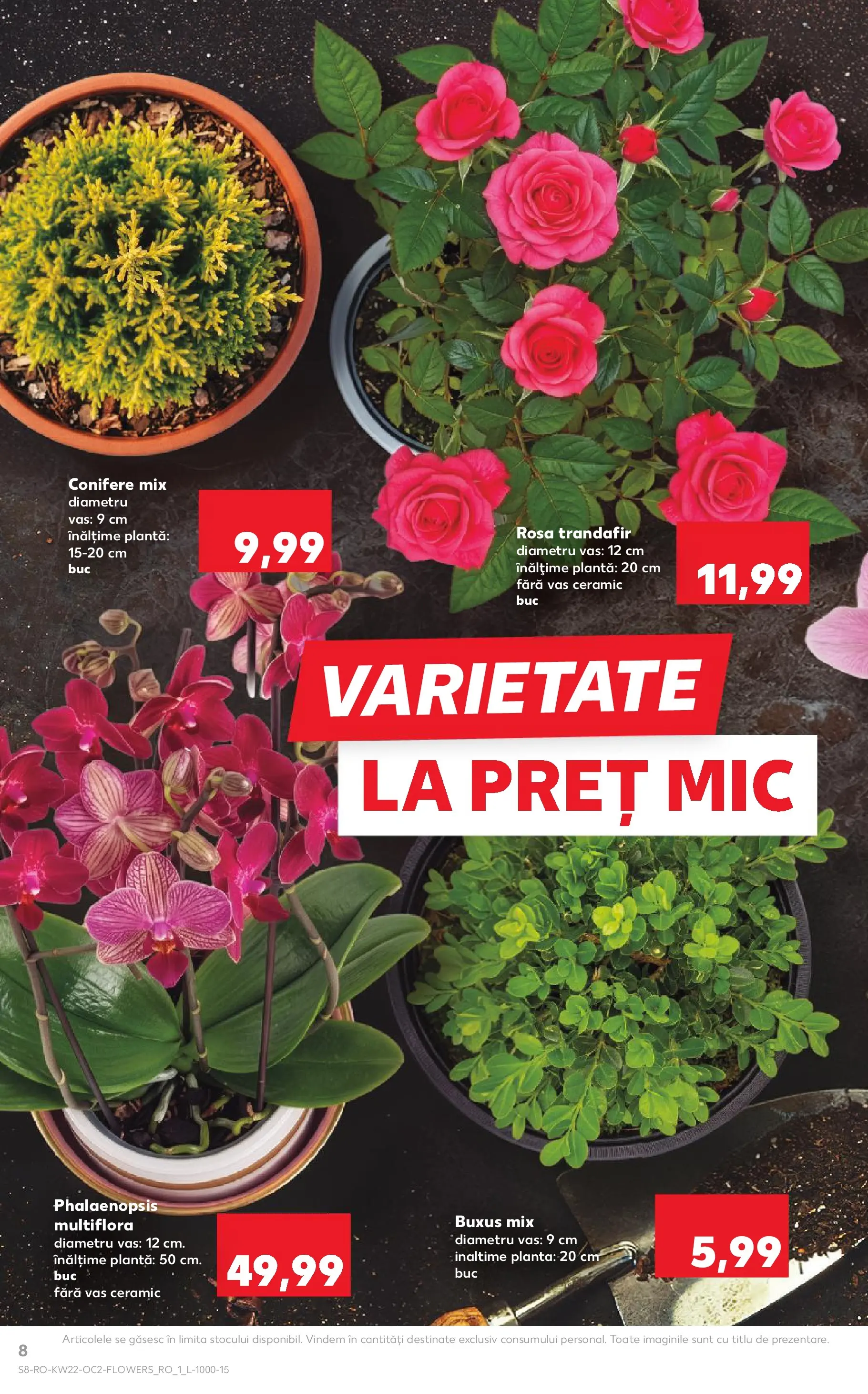 Catalog Kaufland 27 Mai - 1 Iunie 2026 | Pagina 8 | Produse: Trandafir