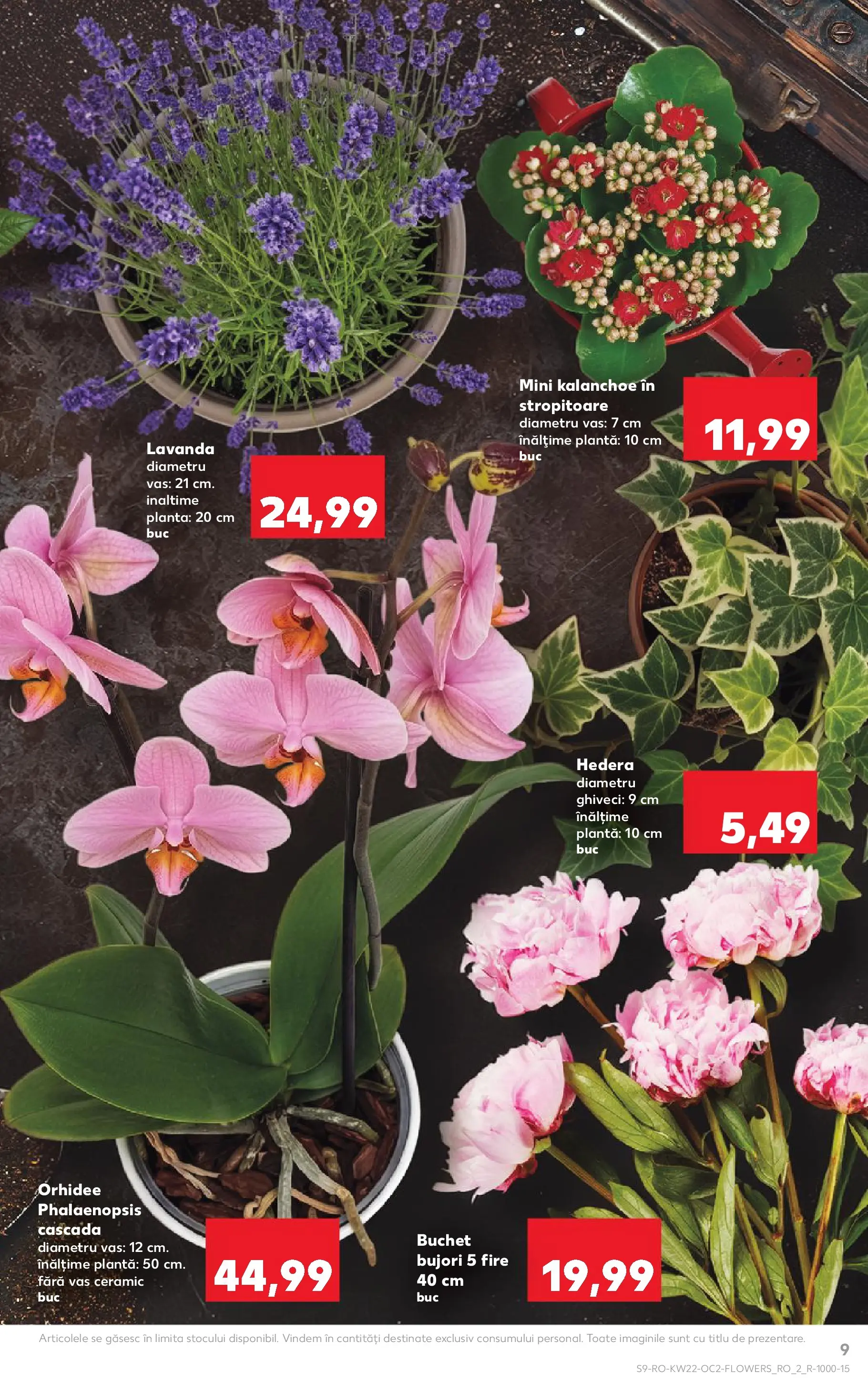 Catalog Kaufland 27 Mai - 1 Iunie 2026 | Pagina 9 | Produse: Orhidee, Ghiveci