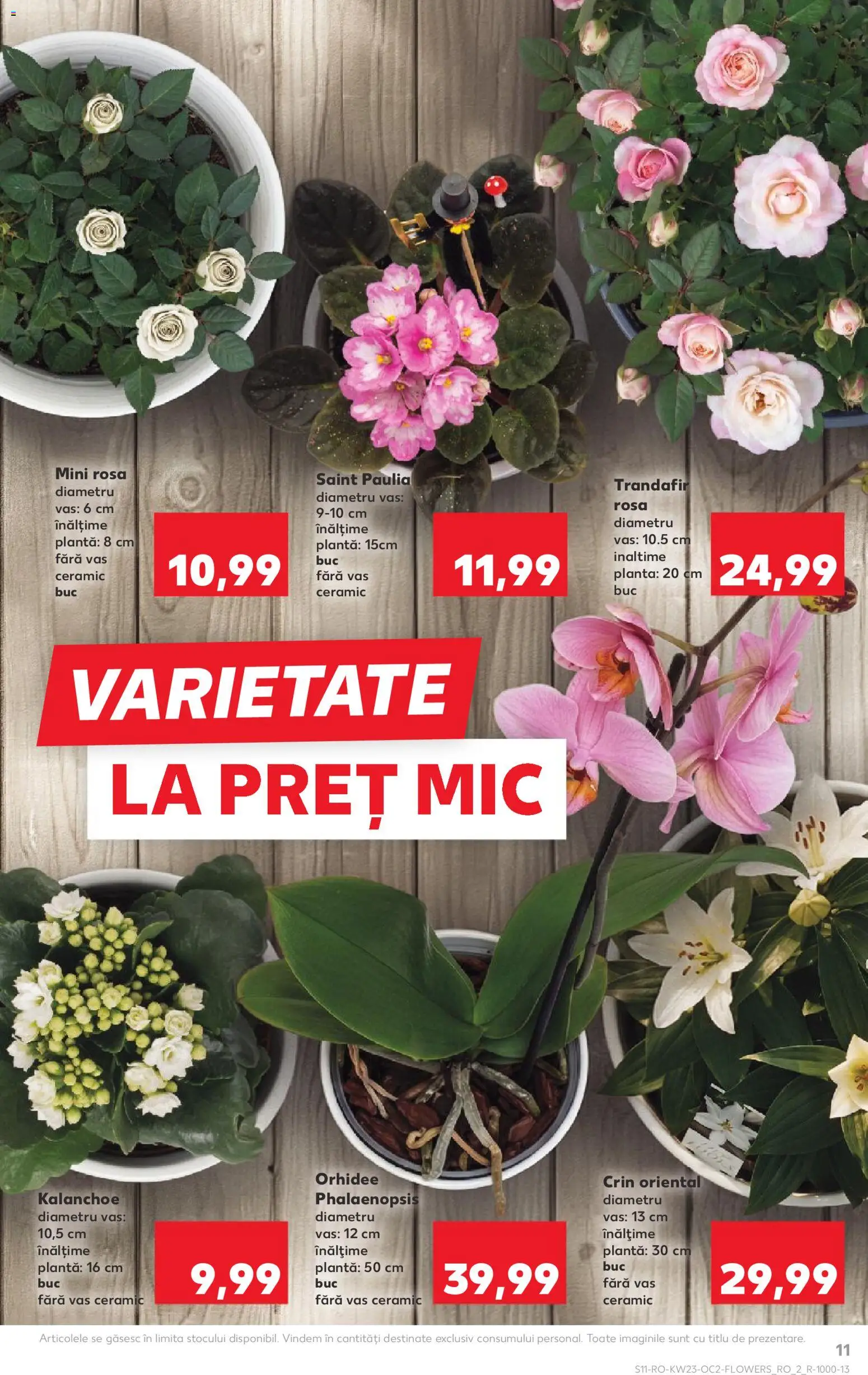 Catalog Kaufland 3 - 8 Iunie 2026 | Pagina 11 | Produse: Trandafir, Orhidee