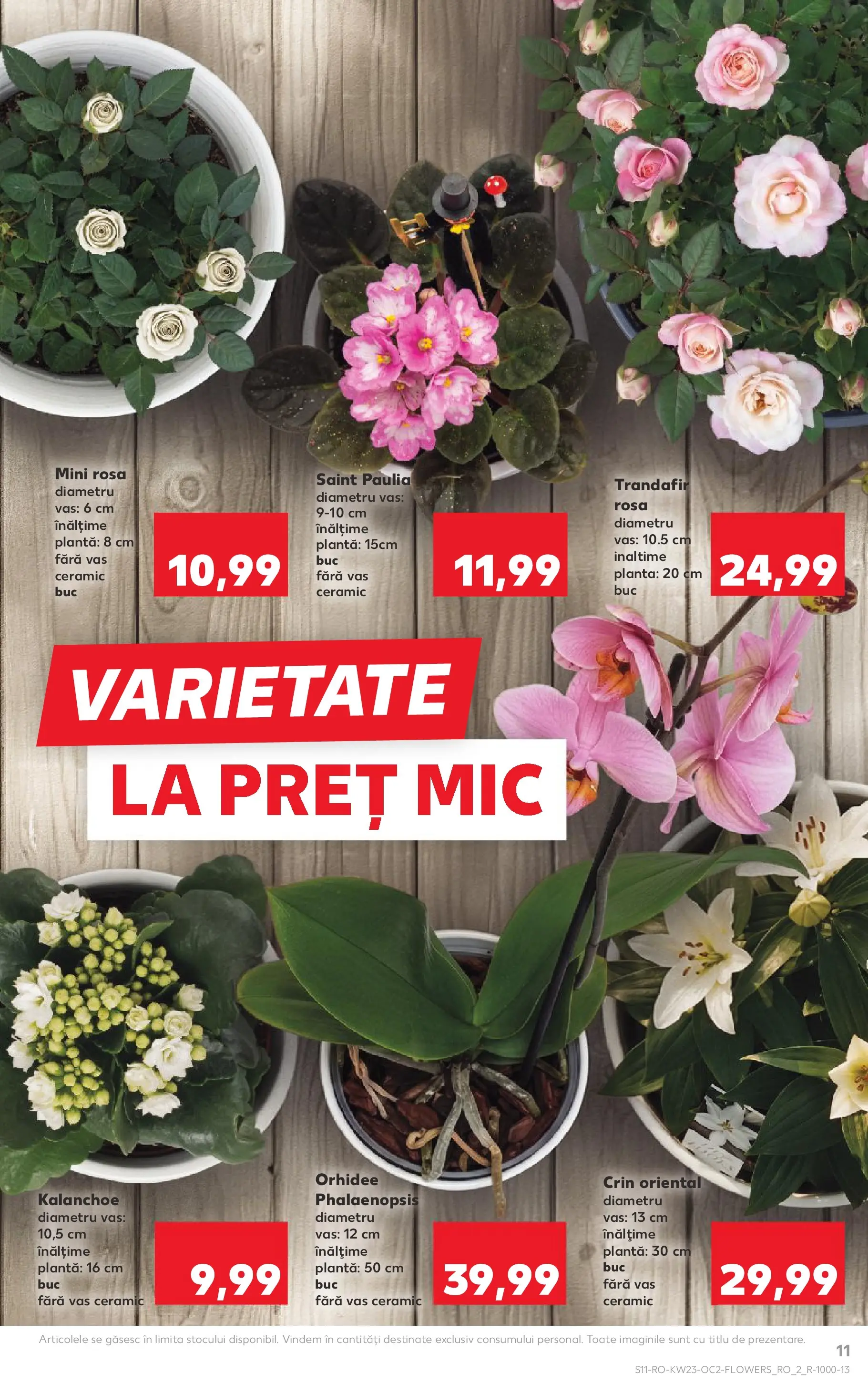 Catalog Kaufland 3 - 8 Iunie 2026 | Pagina 11 | Produse: Trandafir, Orhidee