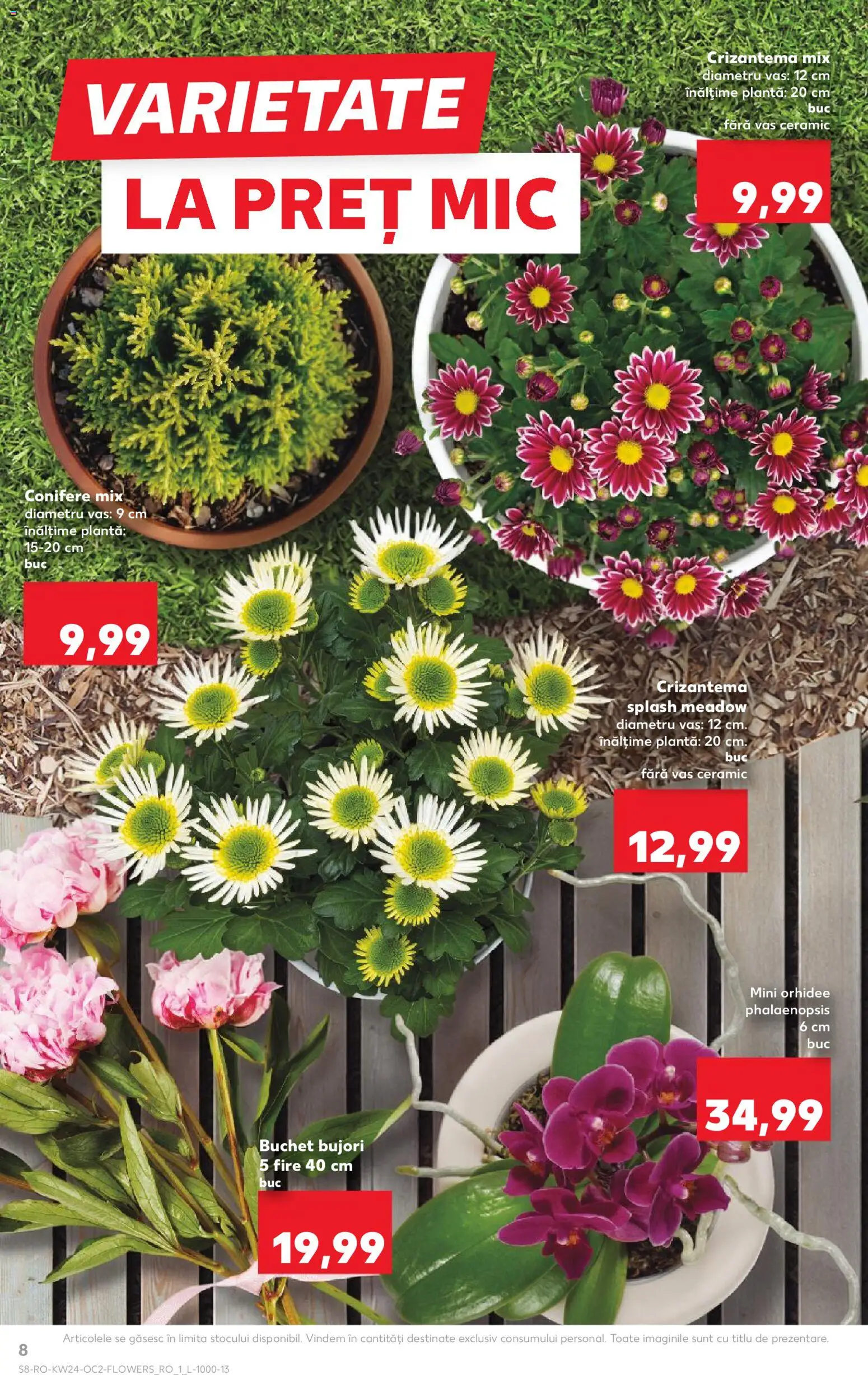 Catalog Kaufland 10 - 15 Iunie 2026 | Pagina 8 | Produse: Orhidee