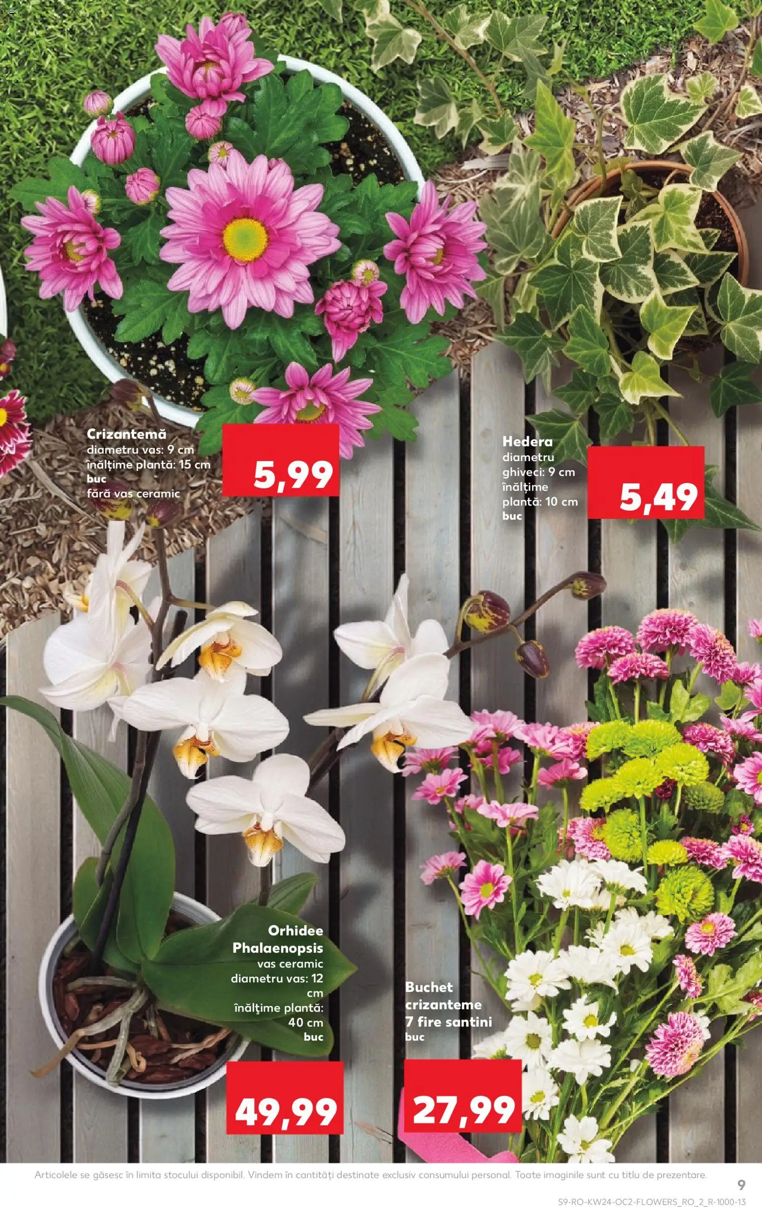 Catalog Kaufland 10 - 15 Iunie 2026 | Pagina 9 | Produse: Orhidee, Ghiveci