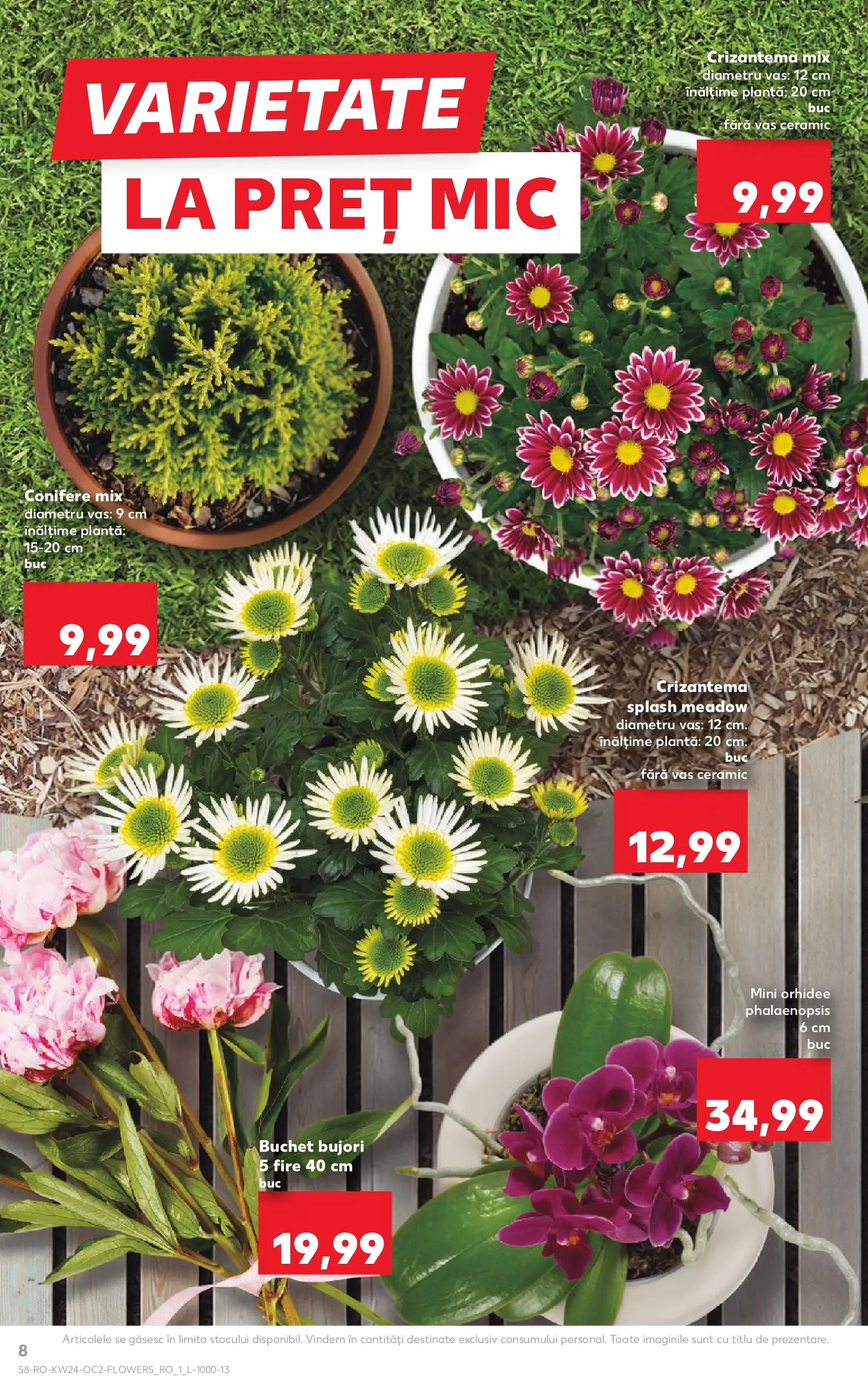 Catalog Kaufland 10 - 15 Iunie 2026 | Pagina 8 | Produse: Orhidee