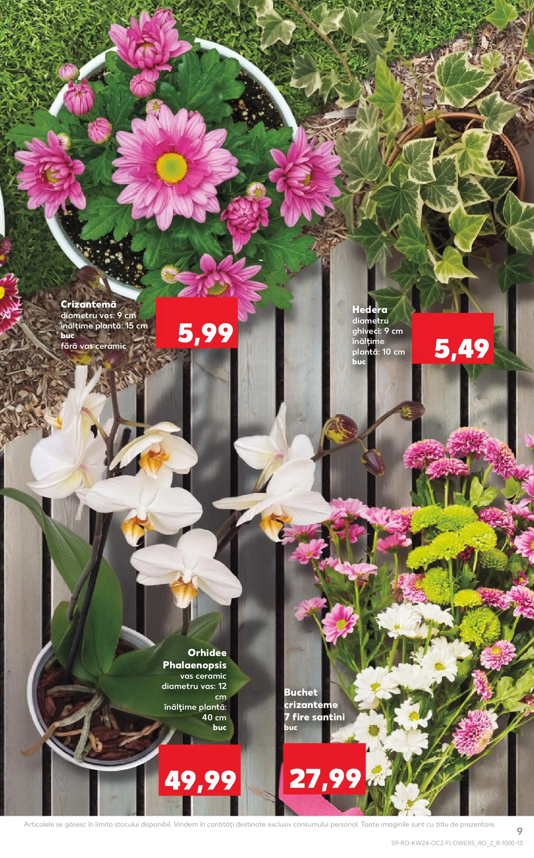 Catalog Kaufland 10 - 15 Iunie 2026 | Pagina 9 | Produse: Orhidee, Ghiveci