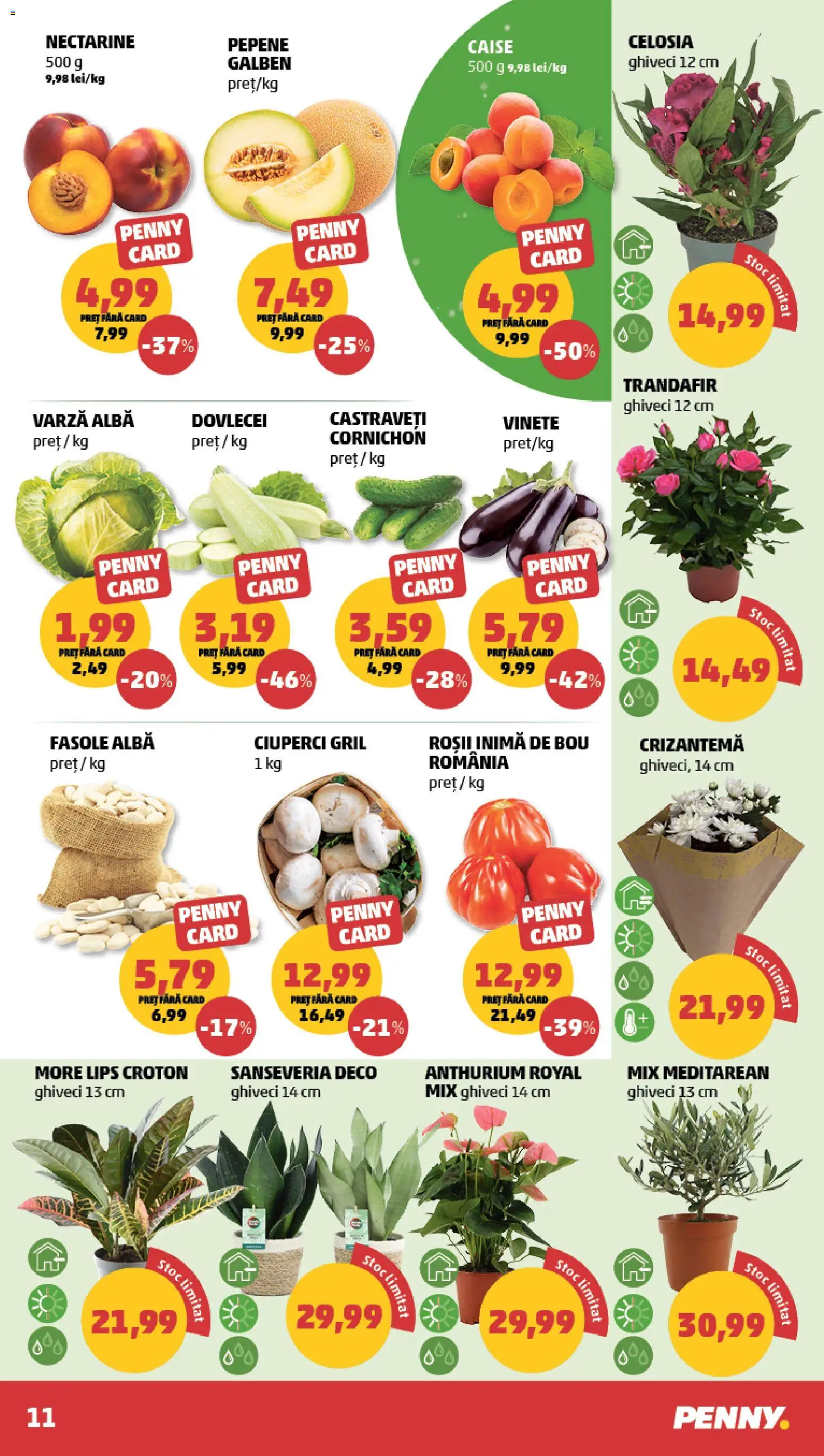 Catalog PENNY Market 17 - 22 Iunie 2026 | Pagina 11 | Produse: Temizlik kovası, Ghiveci, Ciuperci, Roșii