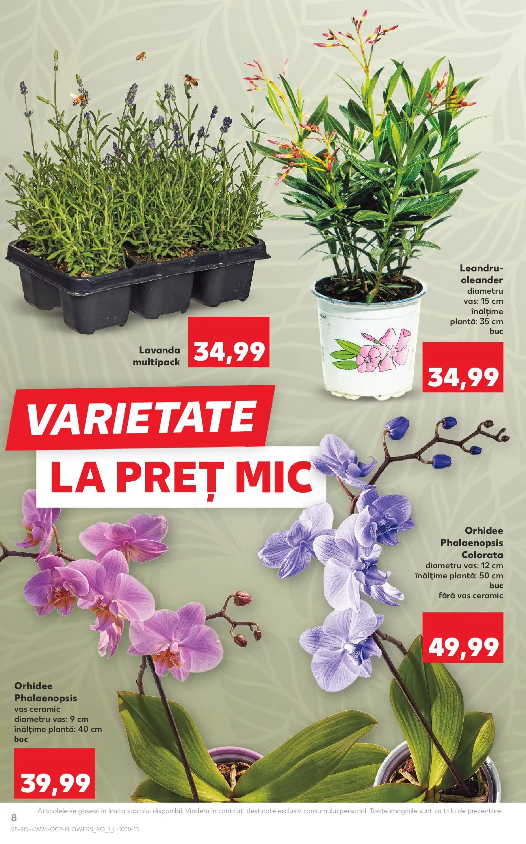 Catalog Kaufland 24 - 29 Iunie 2026 | Pagina 8 | Produse: Orhidee