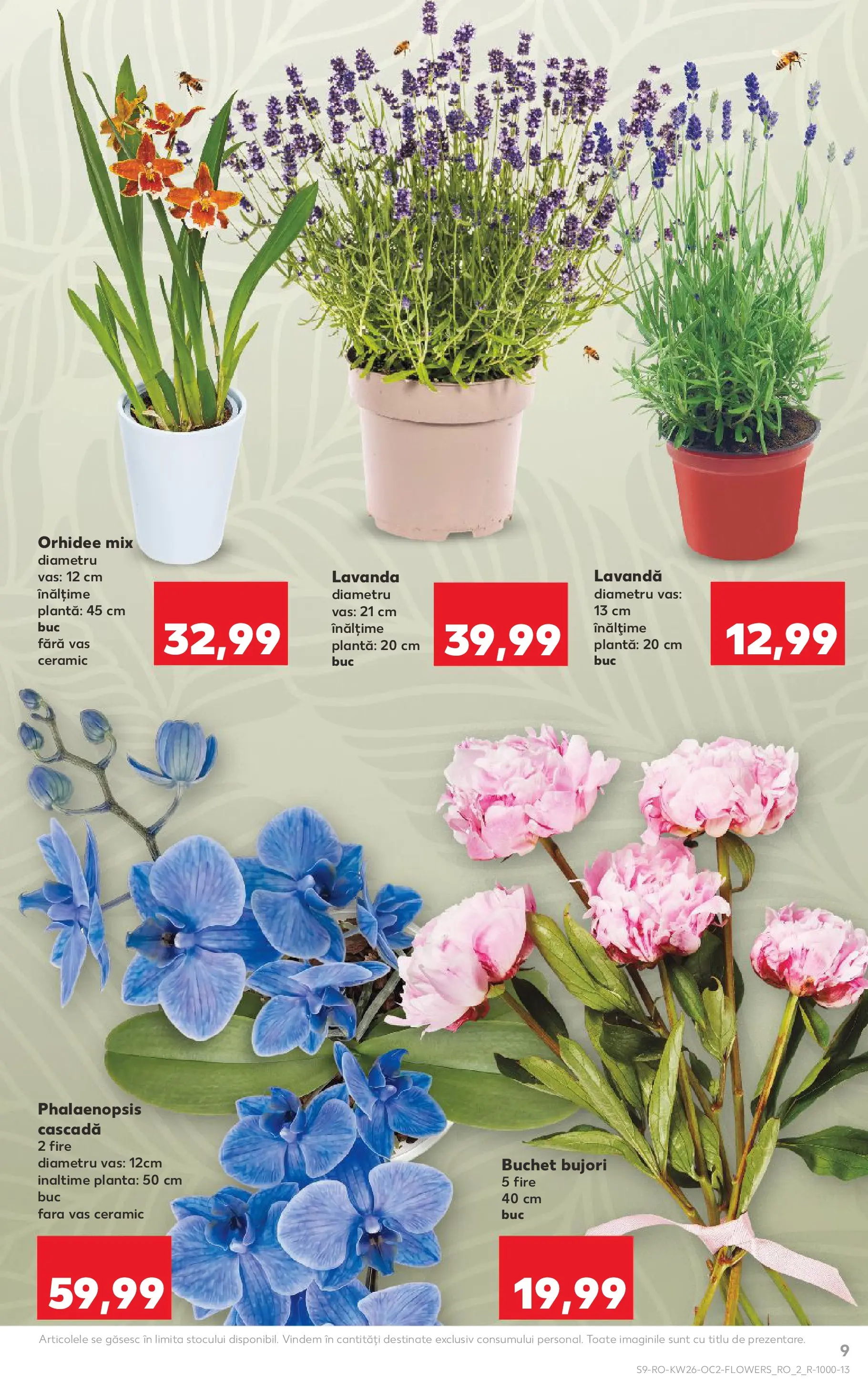 Catalog Kaufland 24 - 29 Iunie 2026 | Pagina 9 | Produse: Orhidee