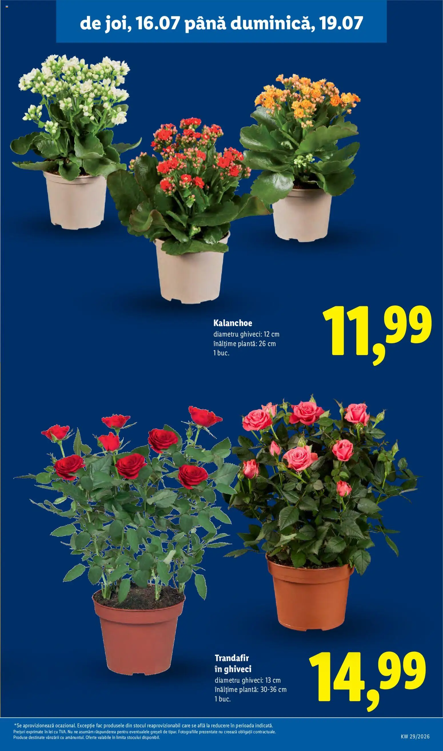 Catalog LIDL 13 - 18 Iulie 2026 | Pagina 61 | Produse: Trandafir, Ghiveci