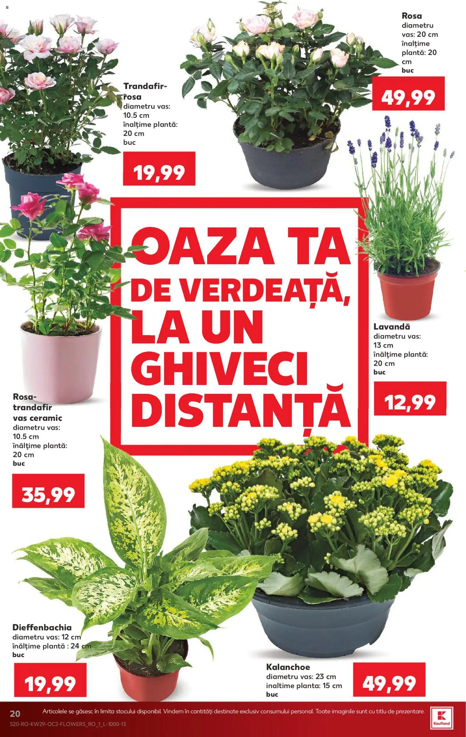 Catalog Kaufland 15 - 20 Iulie 2026 | Pagina 20 | Produse: Trandafir, Ghiveci