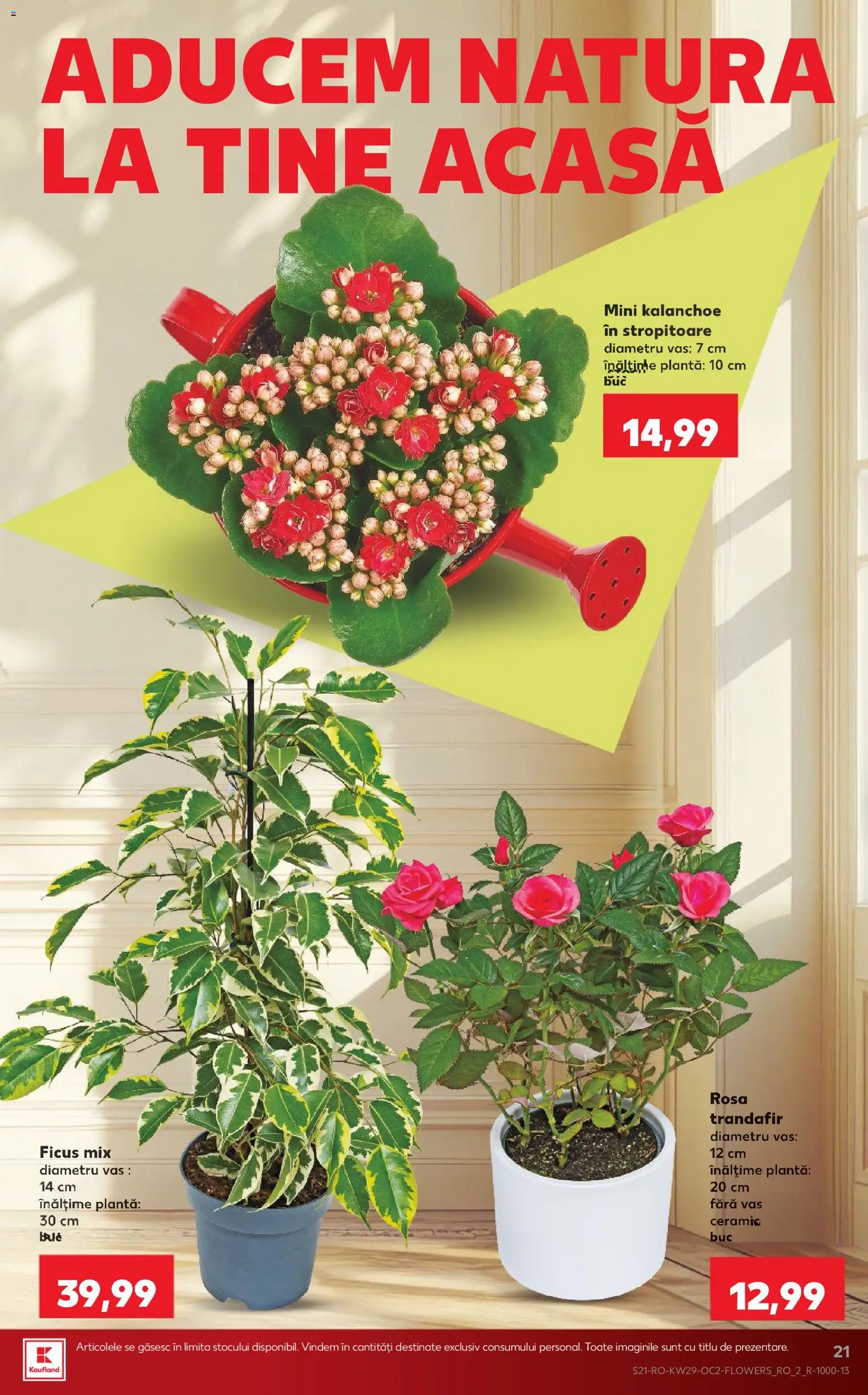 Catalog Kaufland 15 - 20 Iulie 2026 | Pagina 21 | Produse: Trandafir