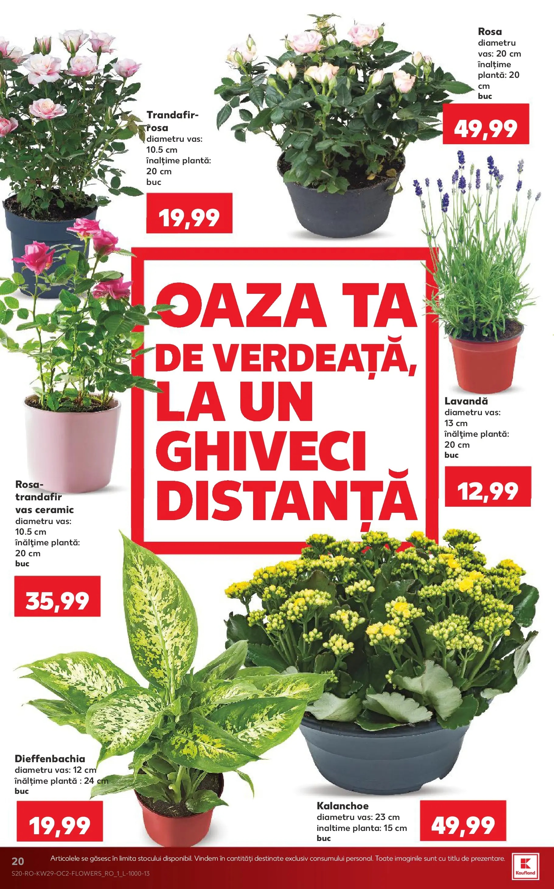 Catalog Kaufland 15 - 20 Iulie 2026 | Pagina 20 | Produse: Trandafir, Ghiveci