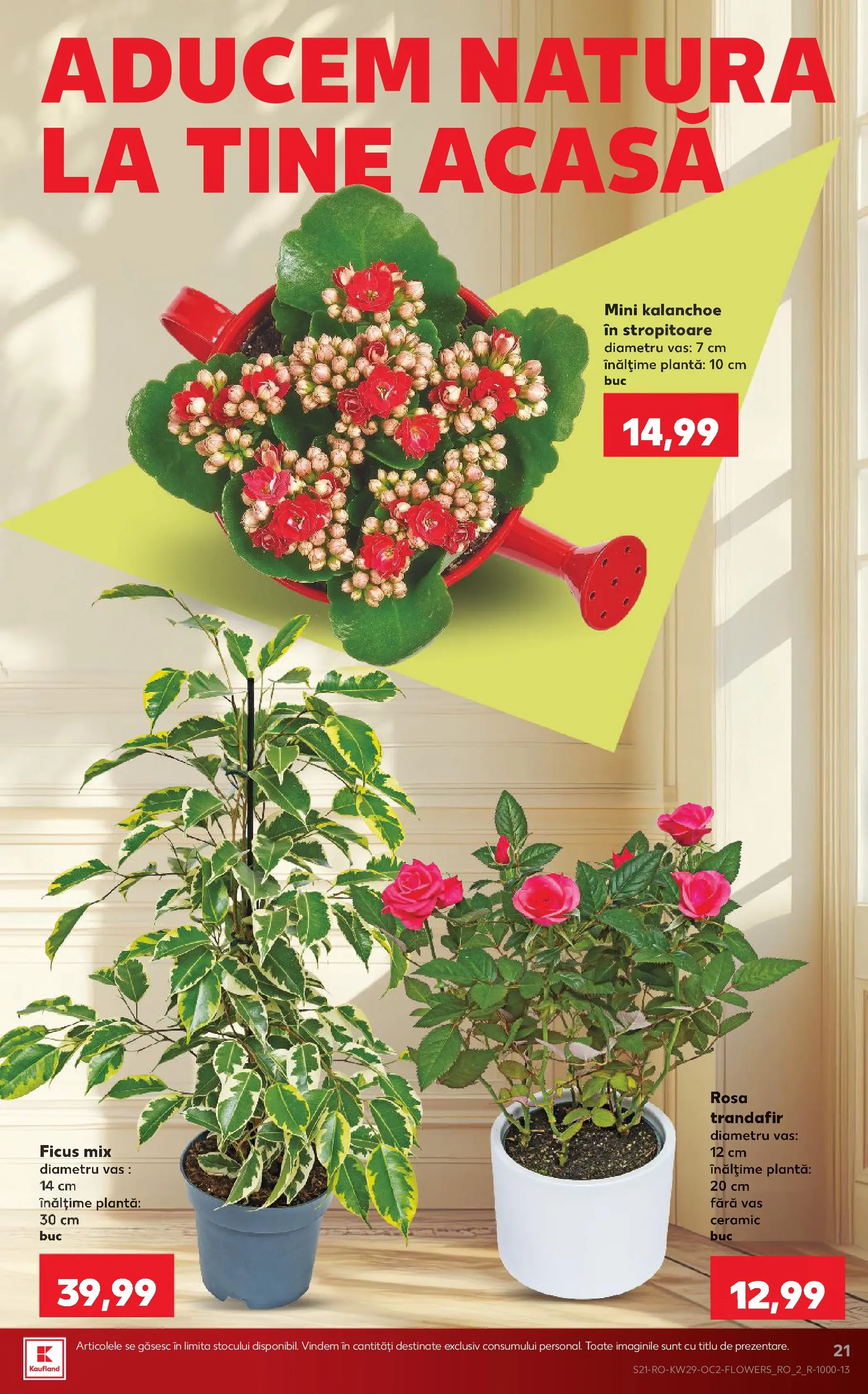 Catalog Kaufland 15 - 20 Iulie 2026 | Pagina 21 | Produse: Trandafir