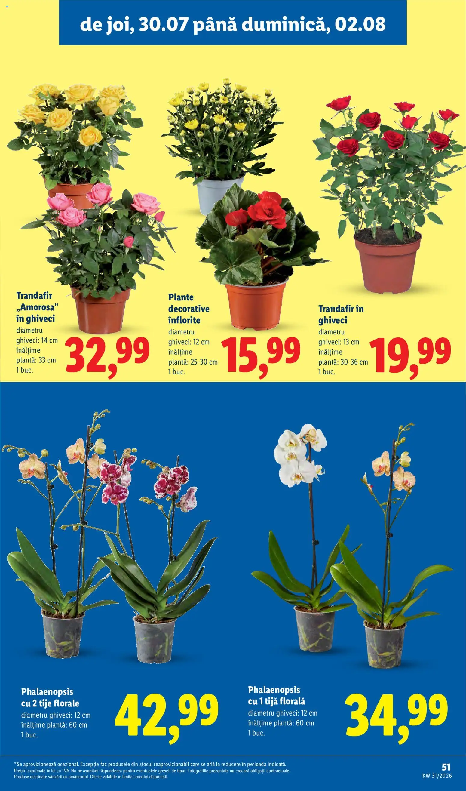 Catalog LIDL 27 Iulie - 1 August 2026 | Pagina 51 | Produse: Trandafir, Ghiveci