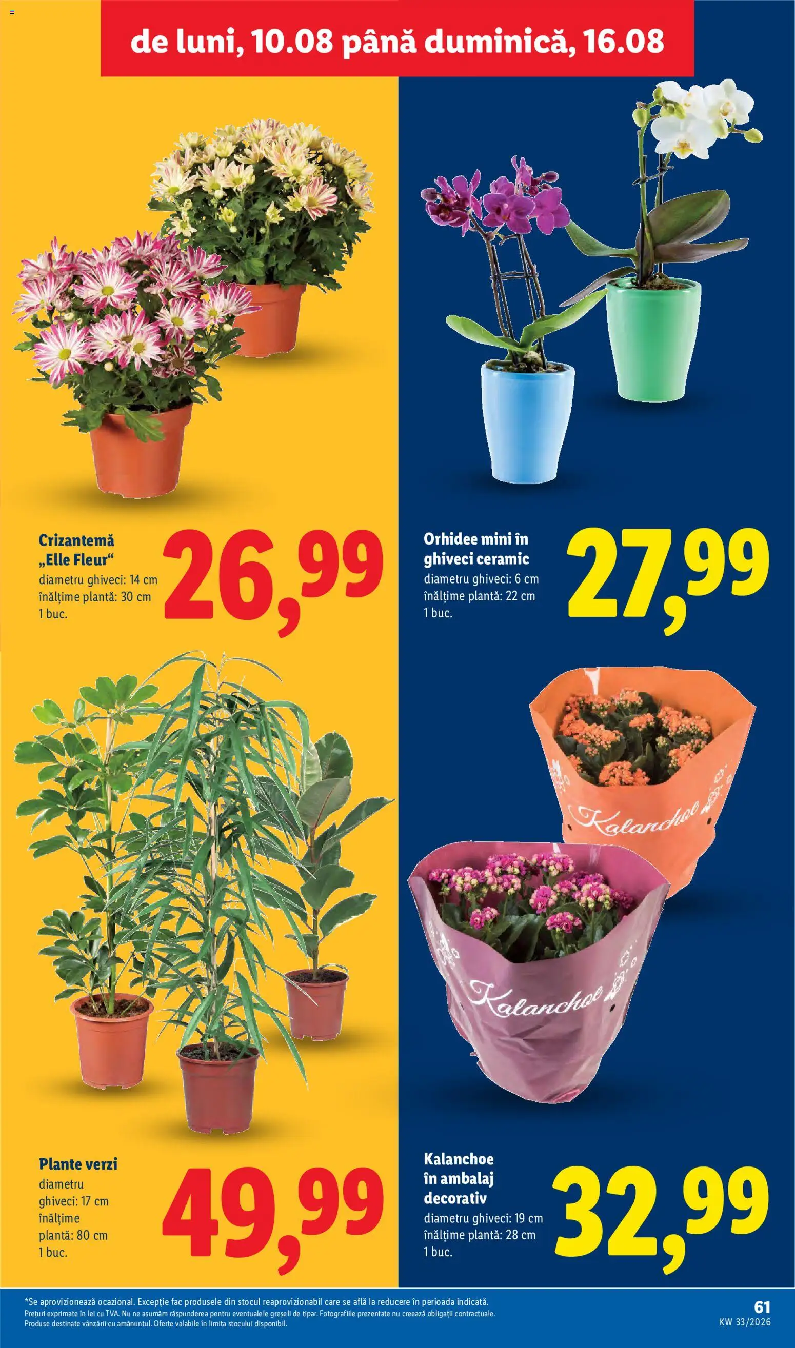 Catalog LIDL 10 - 15 August 2026 | Pagina 61 | Produse: Orhidee, Ghiveci