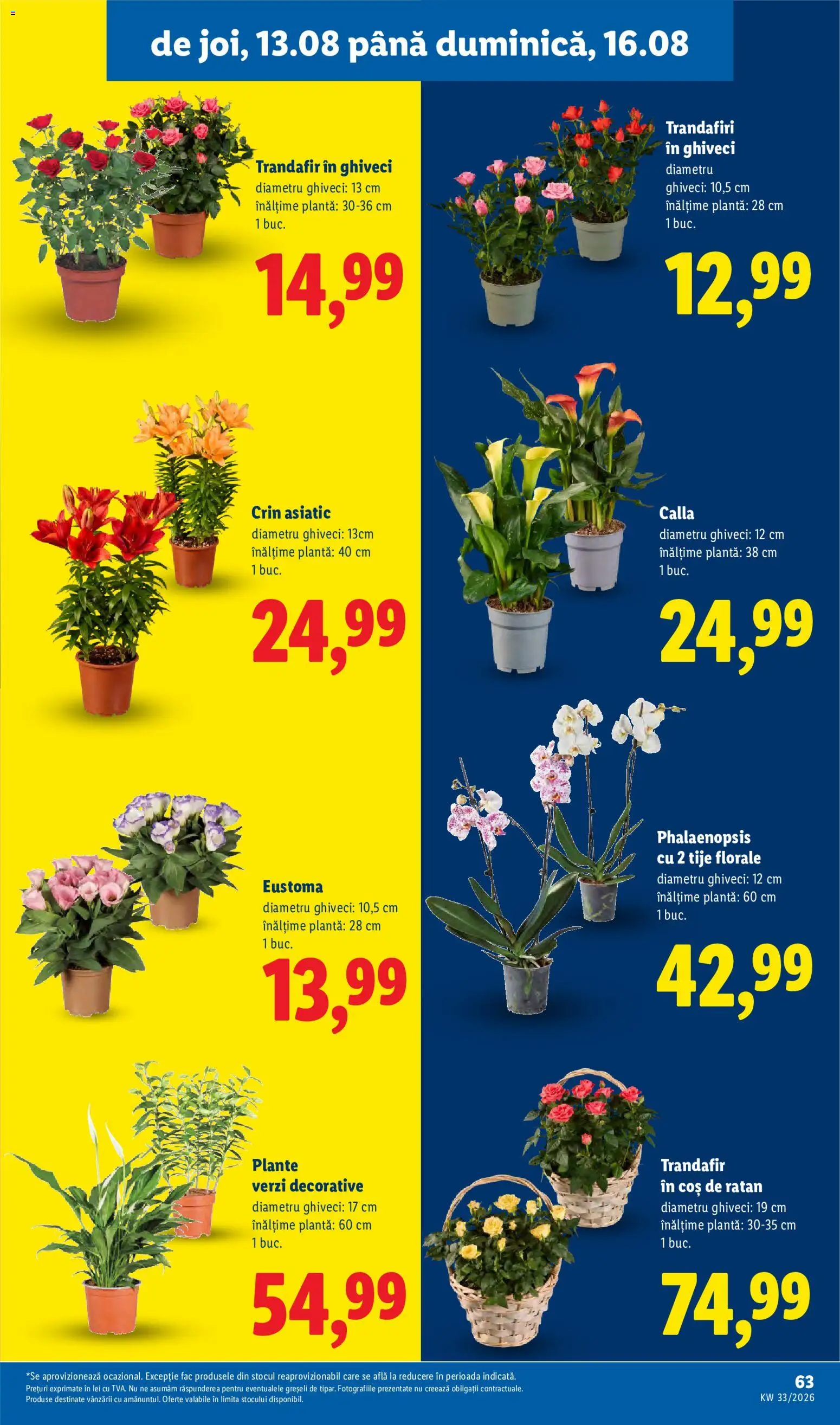 Catalog LIDL 10 - 15 August 2026 | Pagina 63 | Produse: Trandafir, Coș, Ghiveci