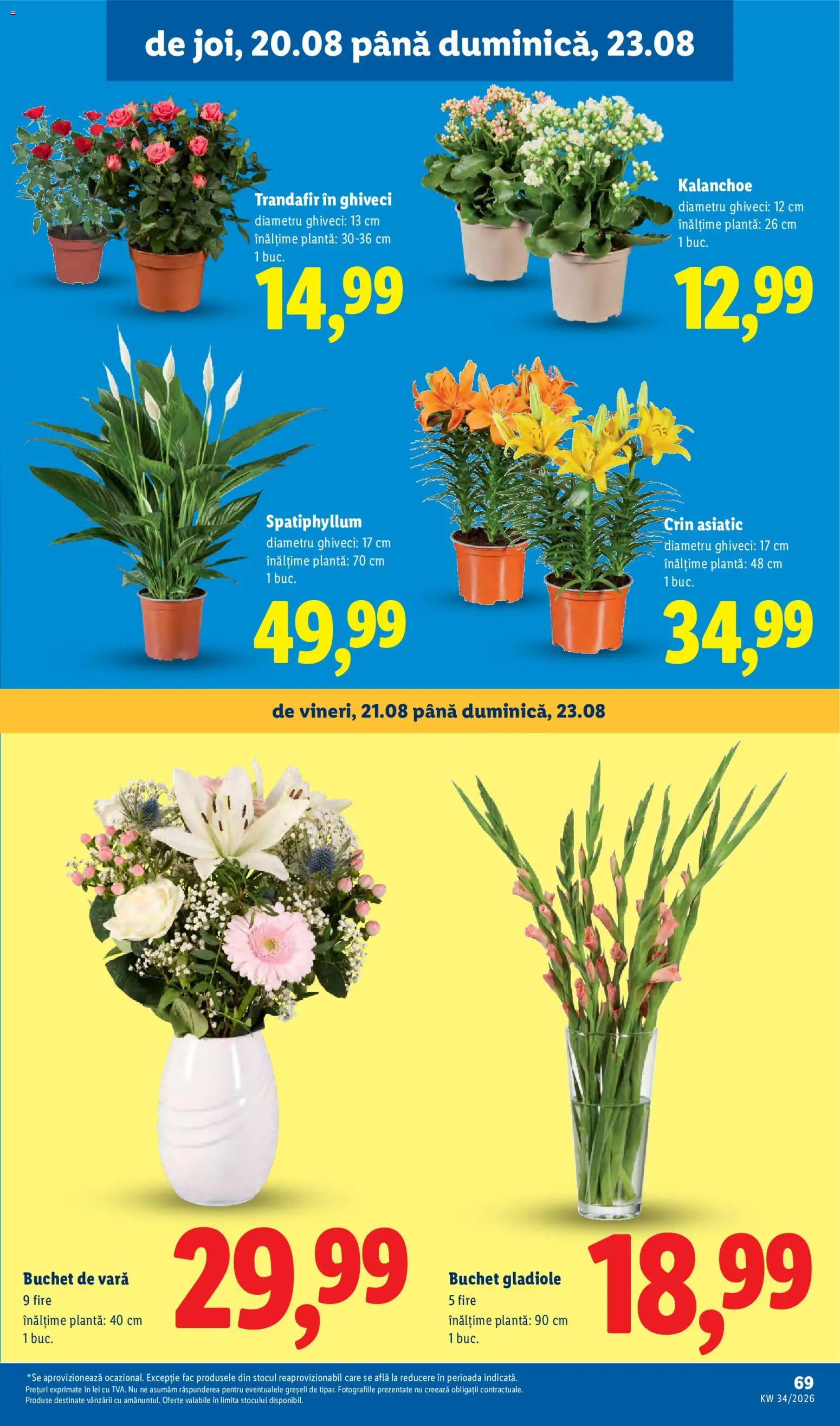 Catalog LIDL 17 - 22 August 2026 | Pagina 69 | Produse: Trandafir, Ghiveci