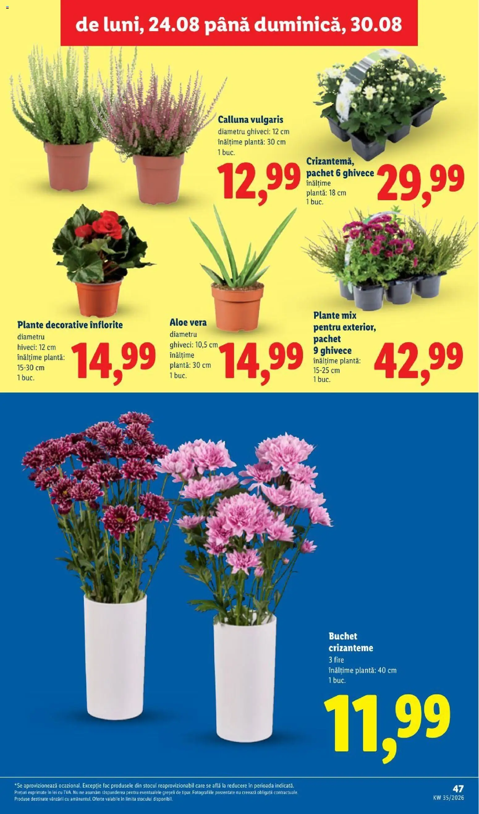 Catalog LIDL 24 - 29 August 2026 | Pagina 47 | Produse: Aloe vera, Ghiveci