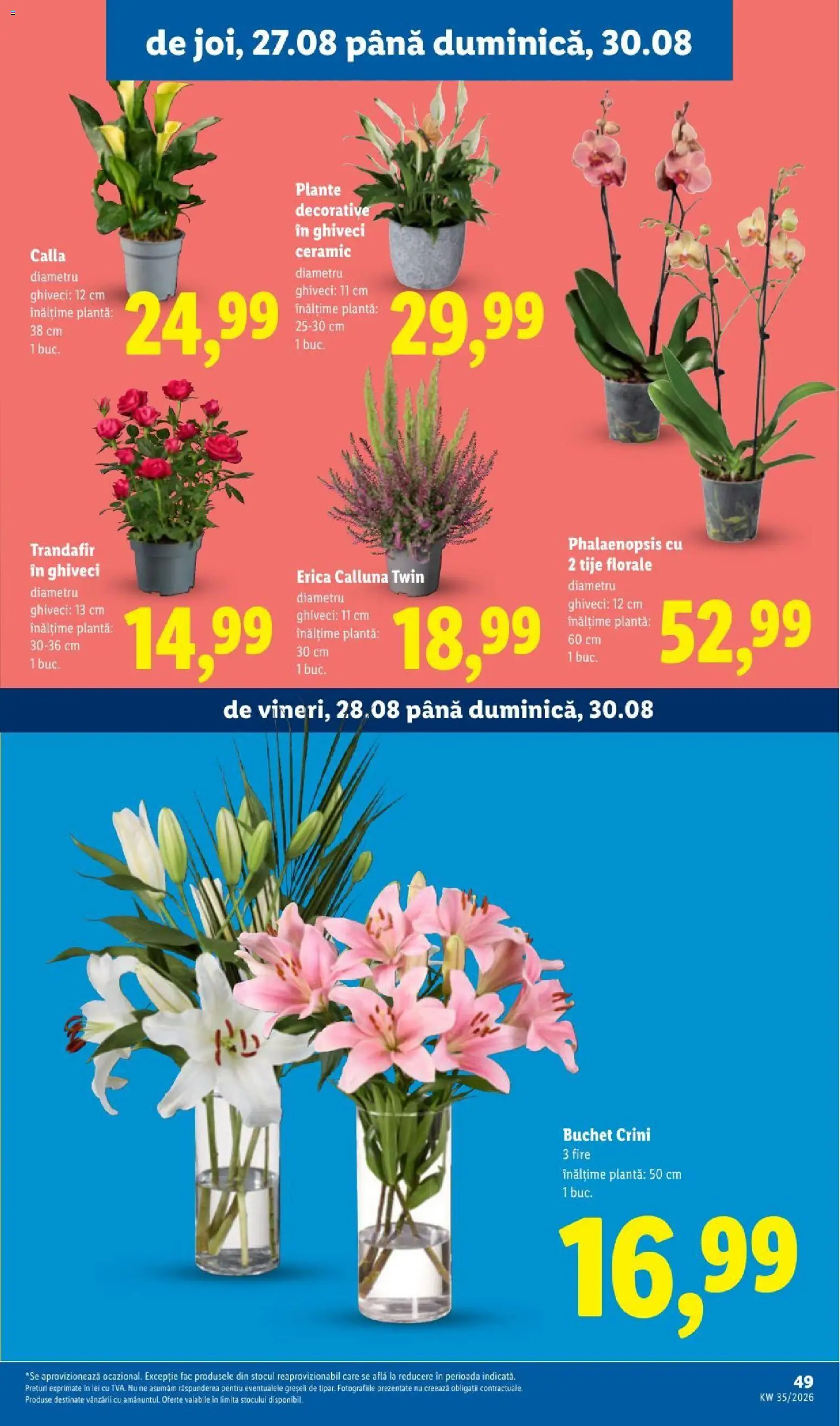 Catalog LIDL 24 - 29 August 2026 | Pagina 49 | Produse: Trandafir, Ghiveci