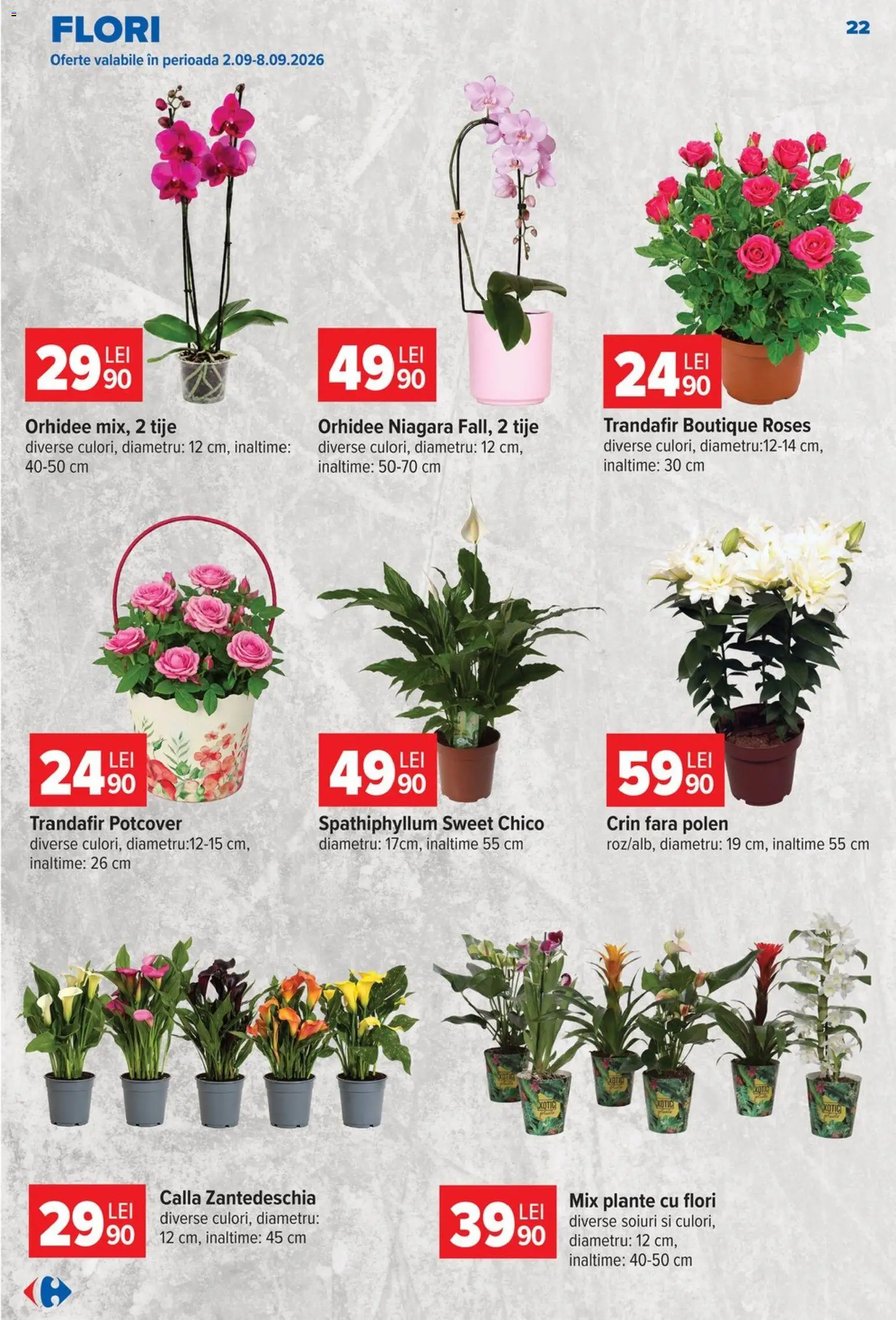 Catalog Carrefour 26 August - 7 Septembrie 2026 | Pagina 23 | Produse: Trandafir, Orhidee, Flori