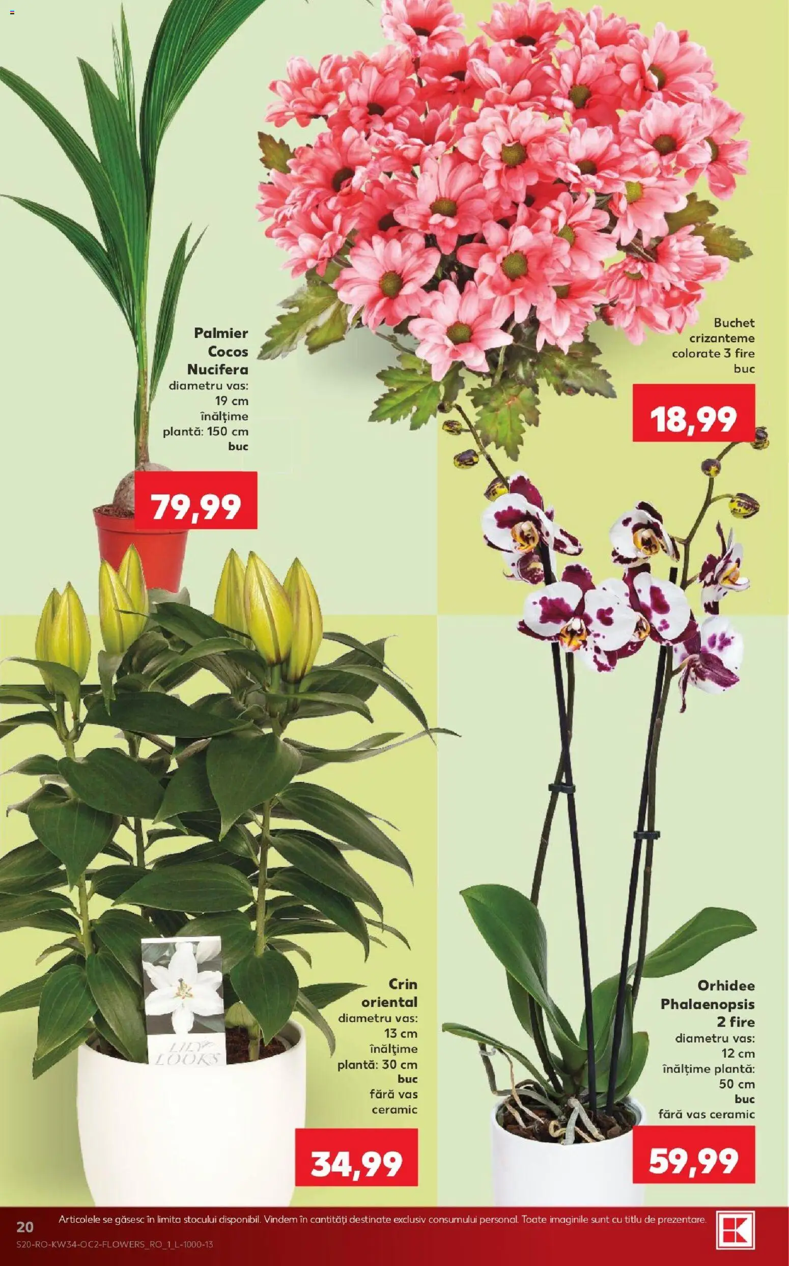 Catalog Kaufland 19 - 24 August 2026 | Pagina 20 | Produse: Orhidee