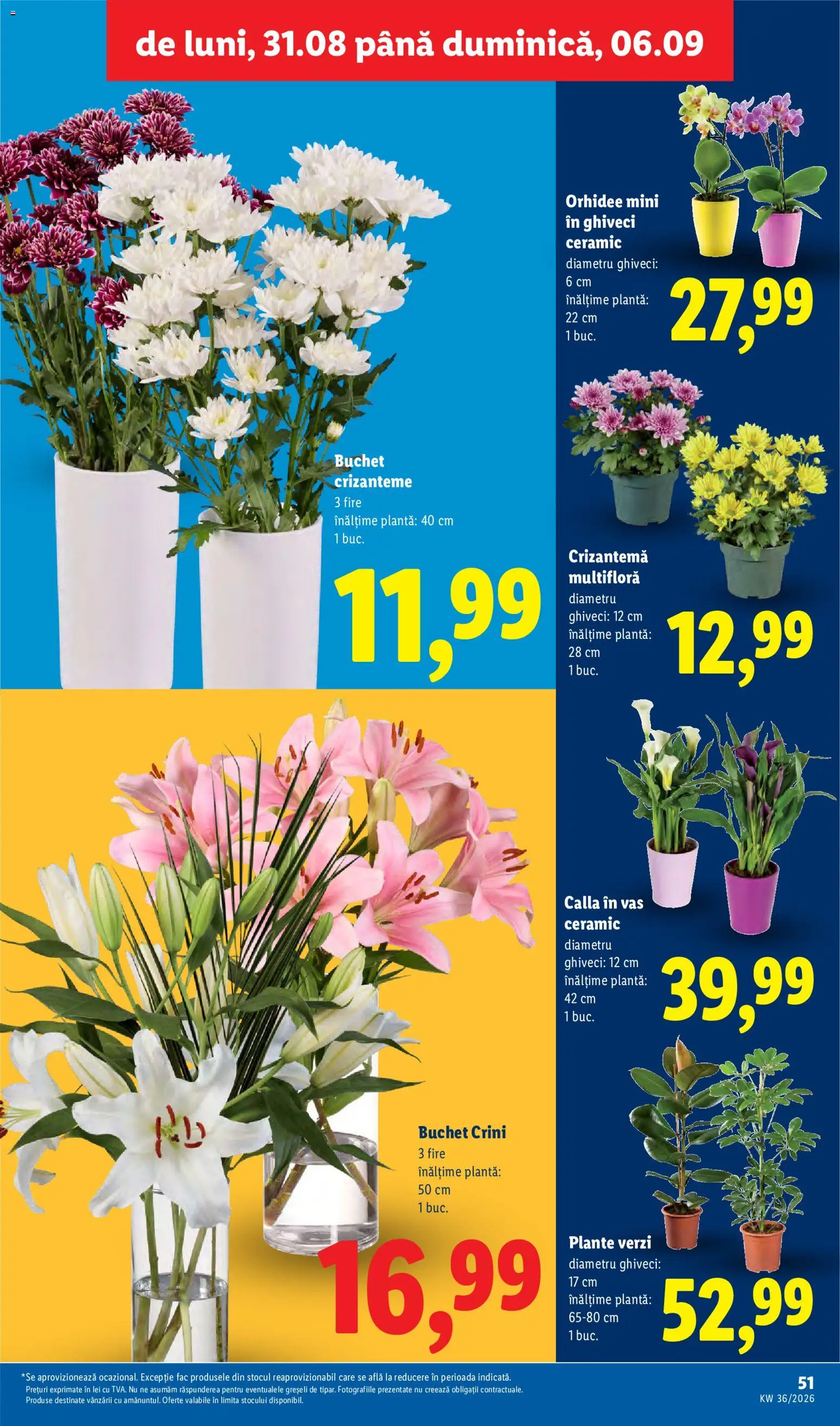 Catalog LIDL 31 August - 5 Septembrie 2026 | Pagina 51 | Produse: Orhidee, Ghiveci