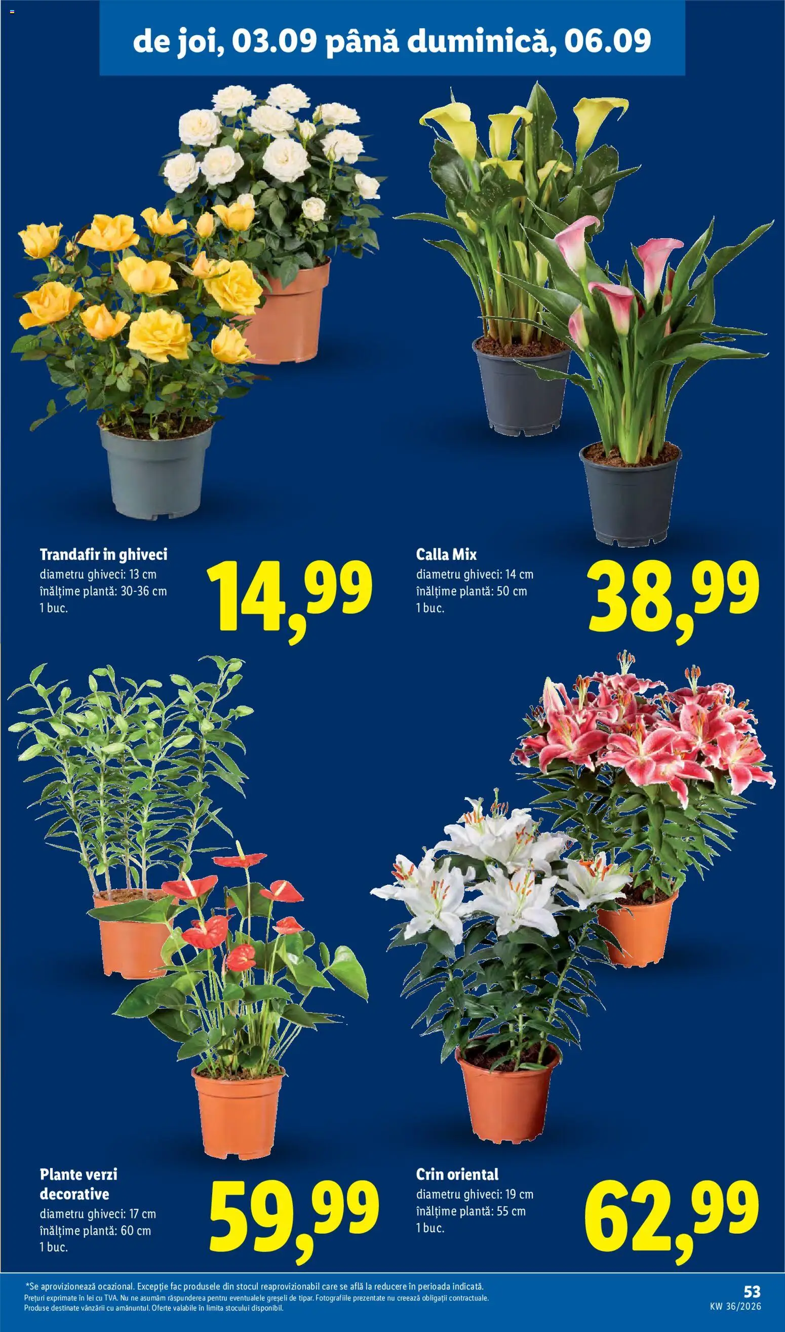 Catalog LIDL 31 August - 5 Septembrie 2026 | Pagina 53 | Produse: Trandafir, Ghiveci