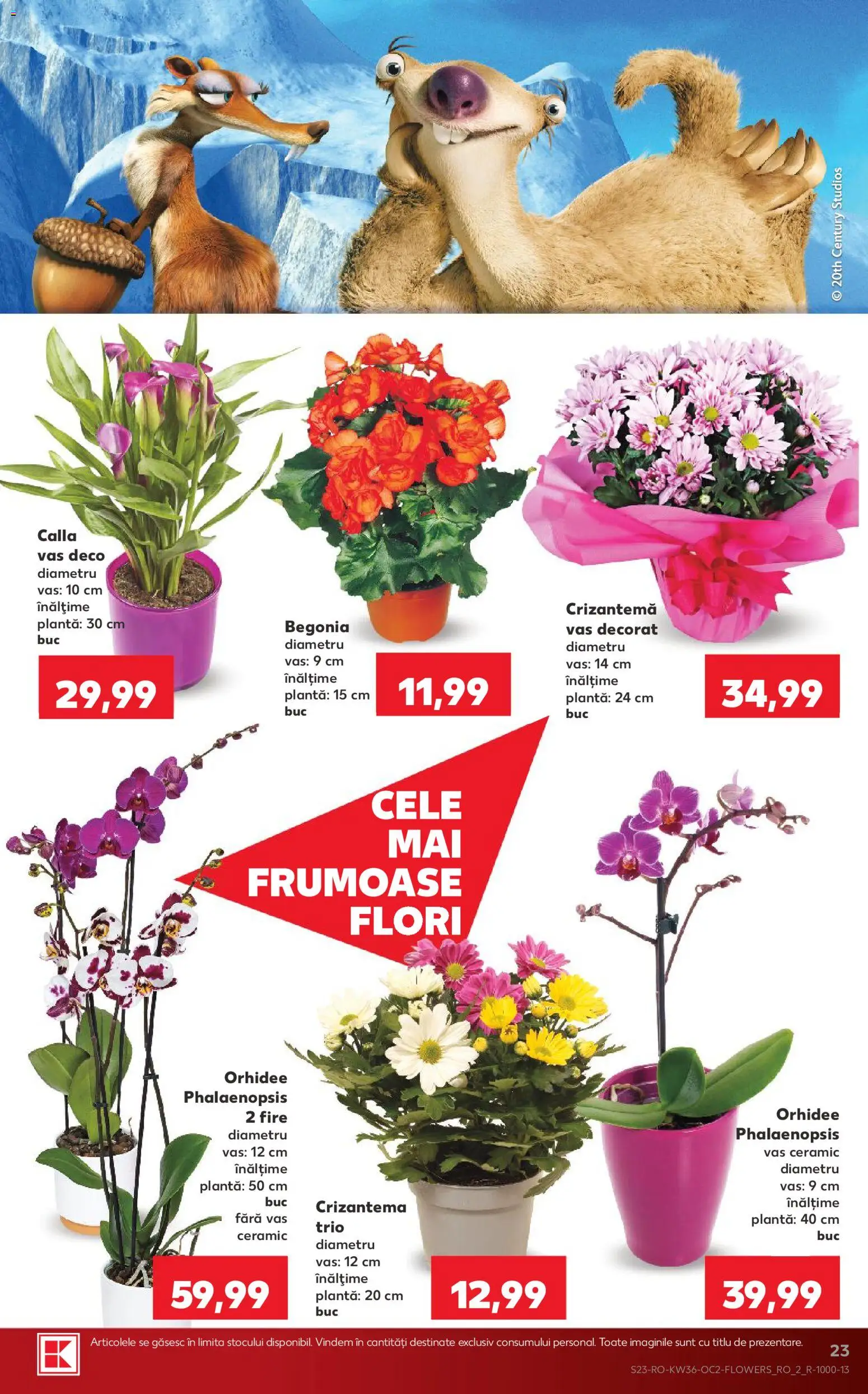 Catalog Kaufland 2 - 7 Septembrie 2026 | Pagina 23 | Produse: Orhidee, Flori