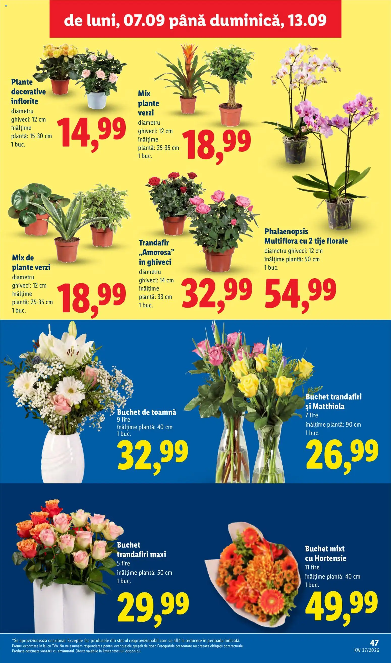 Catalog LIDL 7 - 12 Septembrie 2026 | Pagina 47 | Produse: Trandafir, Ghiveci