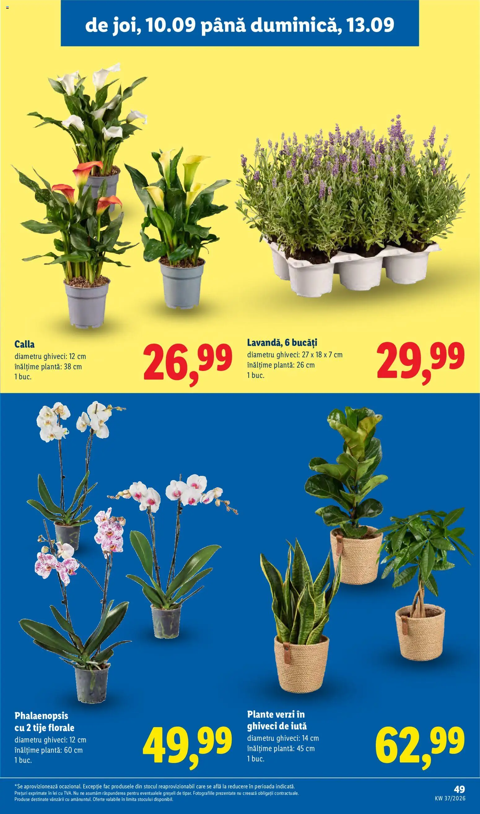 Catalog LIDL 7 - 12 Septembrie 2026 | Pagina 49 | Produse: Ghiveci