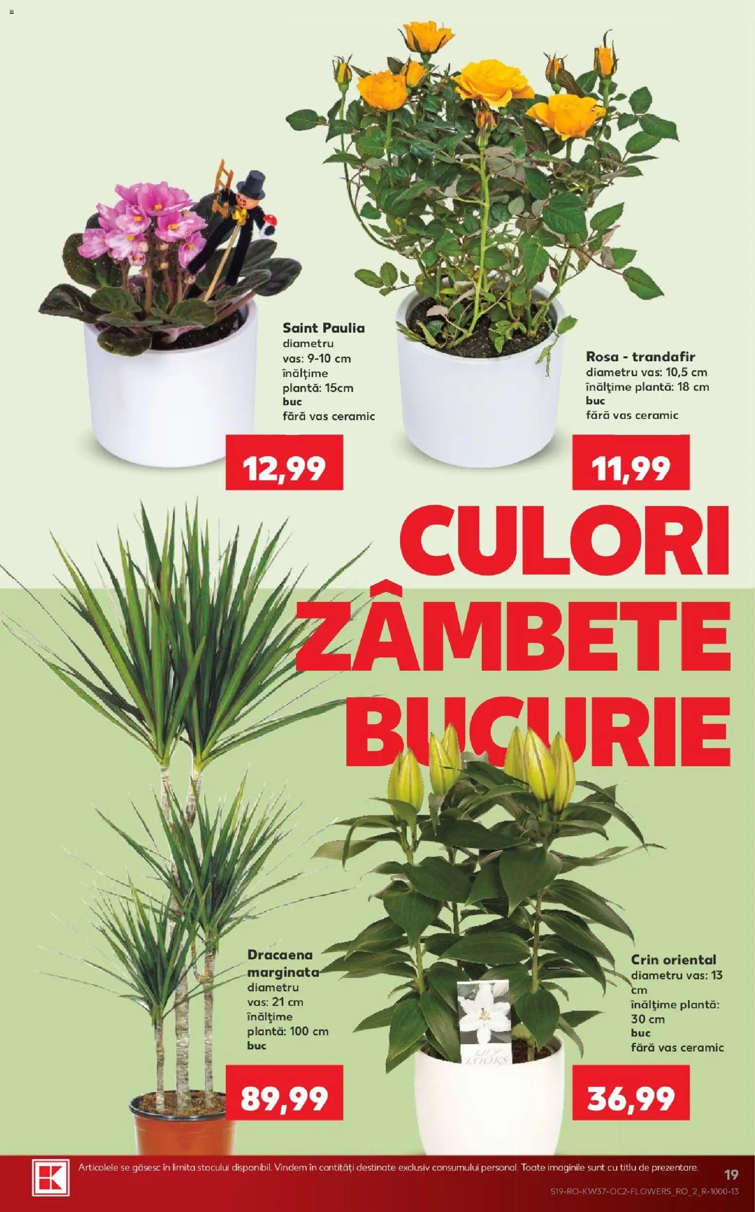 Catalog Kaufland 9 - 14 Septembrie 2026 | Pagina 19 | Produse: Trandafir