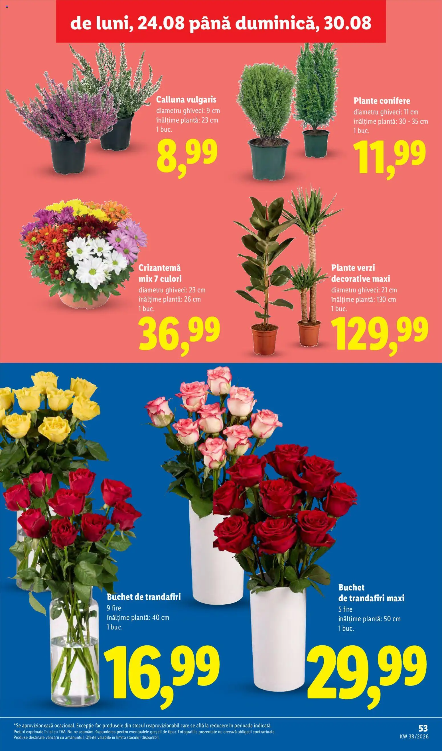 Catalog LIDL 14 - 19 Septembrie 2026 | Pagina 53 | Produse: Ghiveci