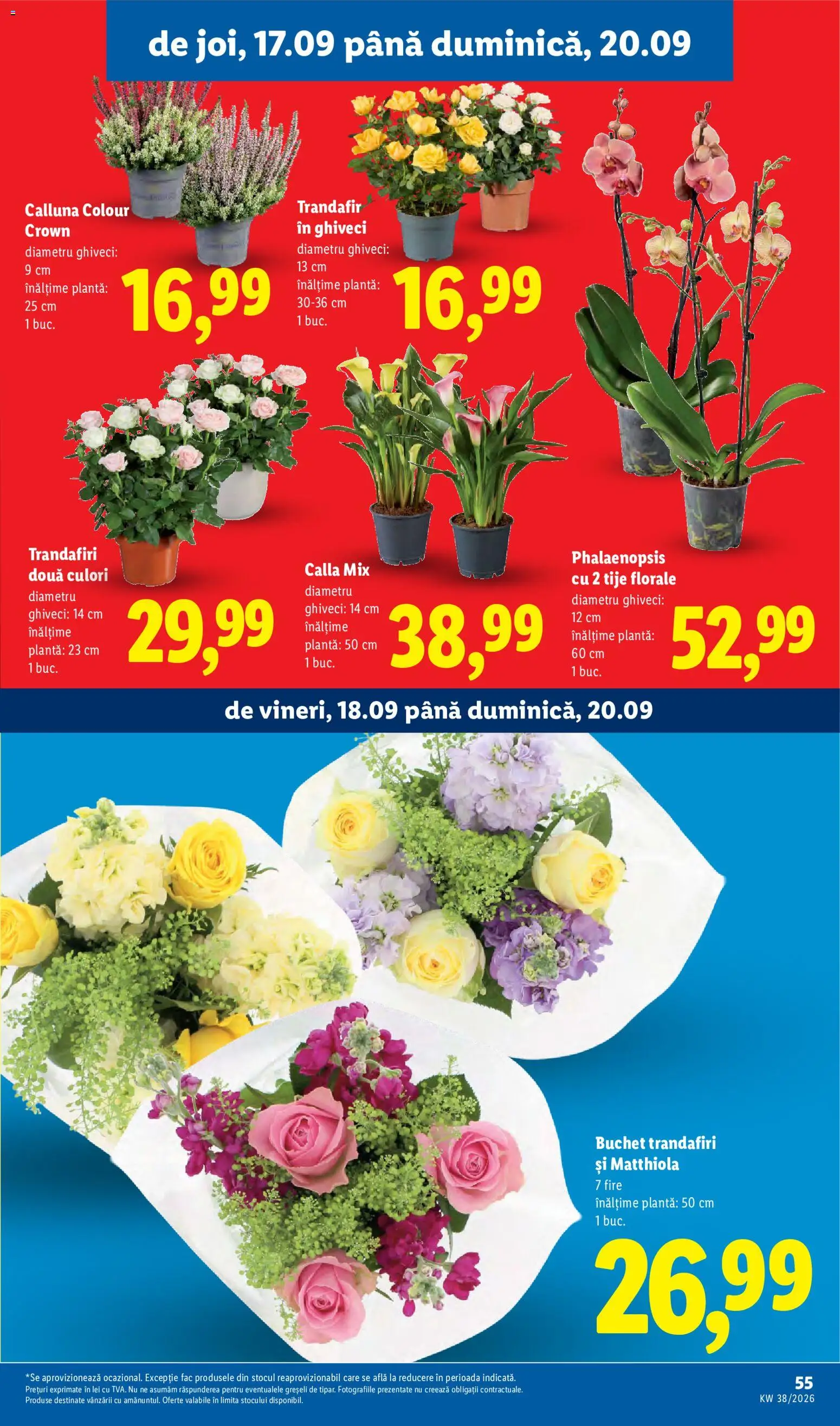 Catalog LIDL 14 - 19 Septembrie 2026 | Pagina 55 | Produse: Trandafir, Ghiveci