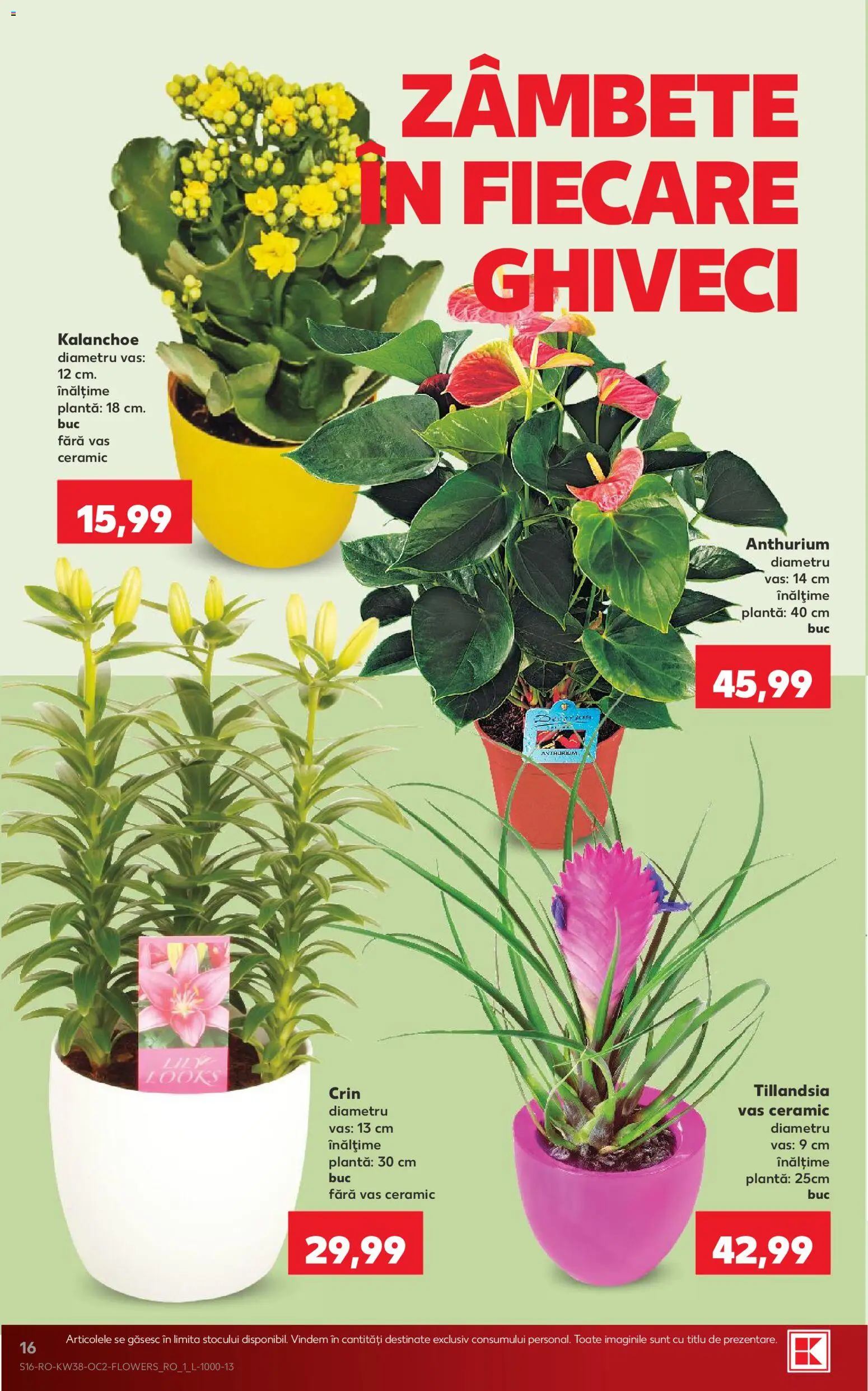 Catalog Kaufland 16 - 21 Septembrie 2026 | Pagina 16 | Produse: Ghiveci