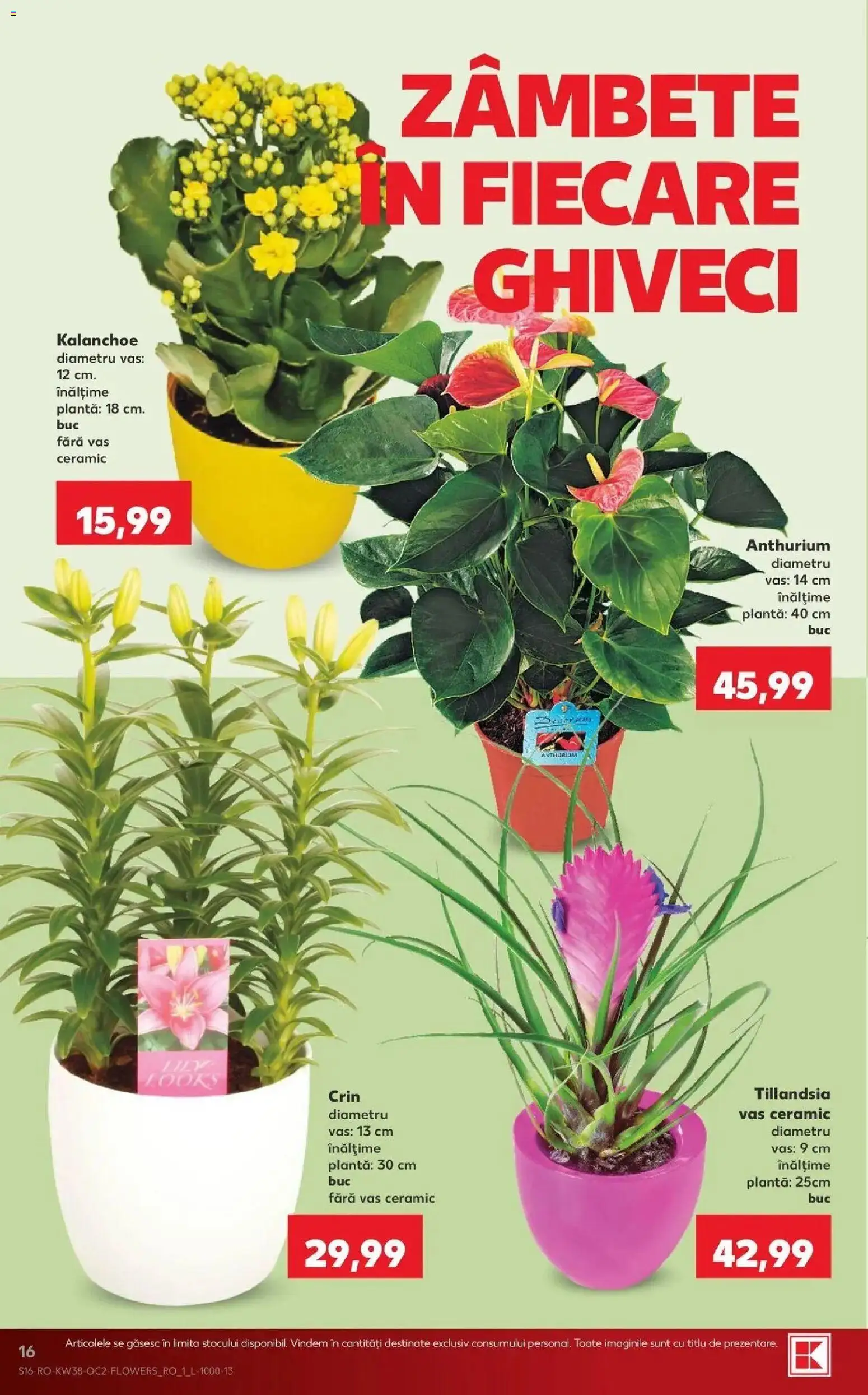 Catalog Kaufland 16 - 21 Septembrie 2026 | Pagina 16 | Produse: Ghiveci