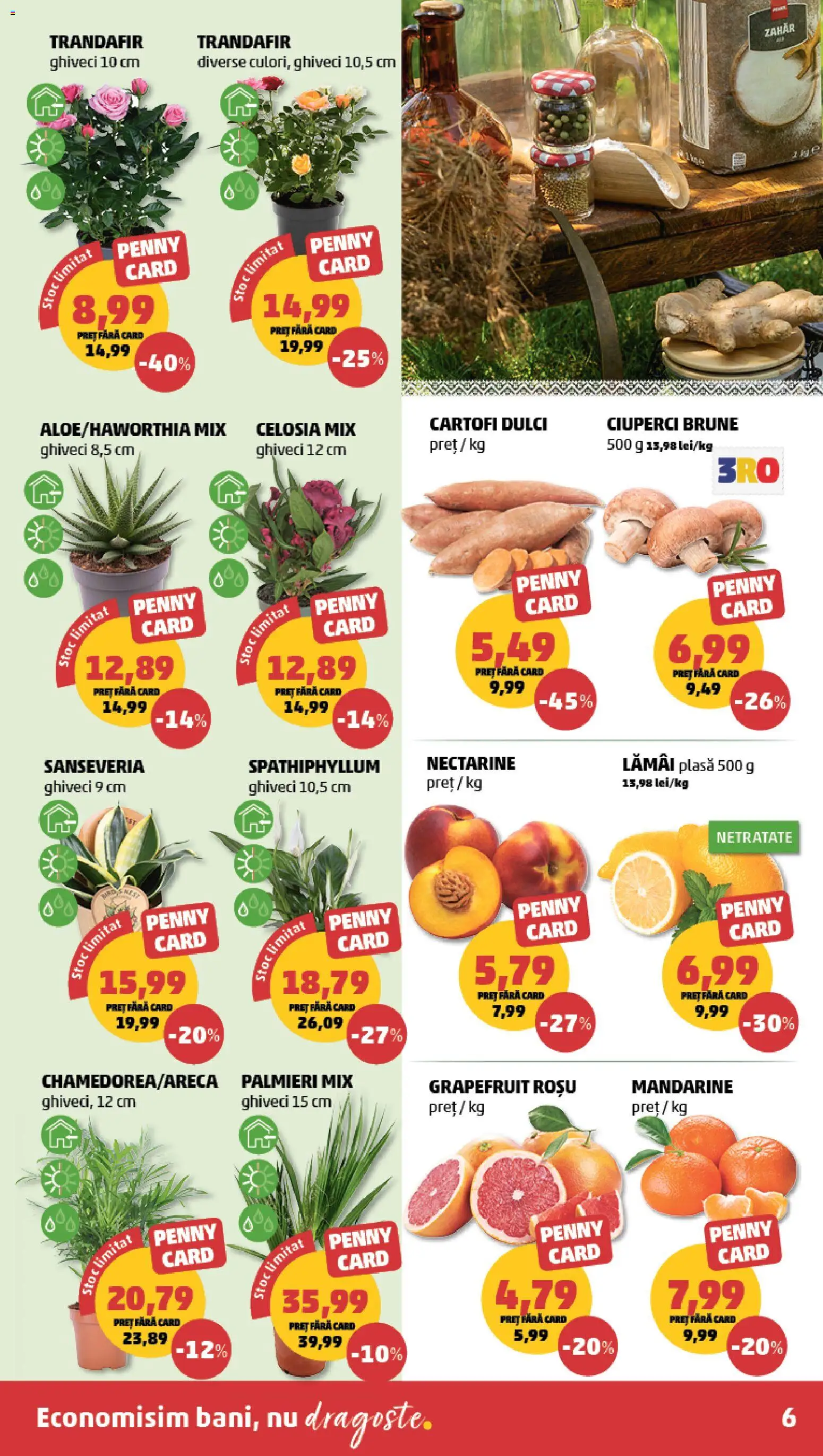 Catalog PENNY Market 16 - 21 Septembrie 2026 | Pagina 6 | Produse: Nectarine, Trandafir, Cartofi dulci, Grapefruit
