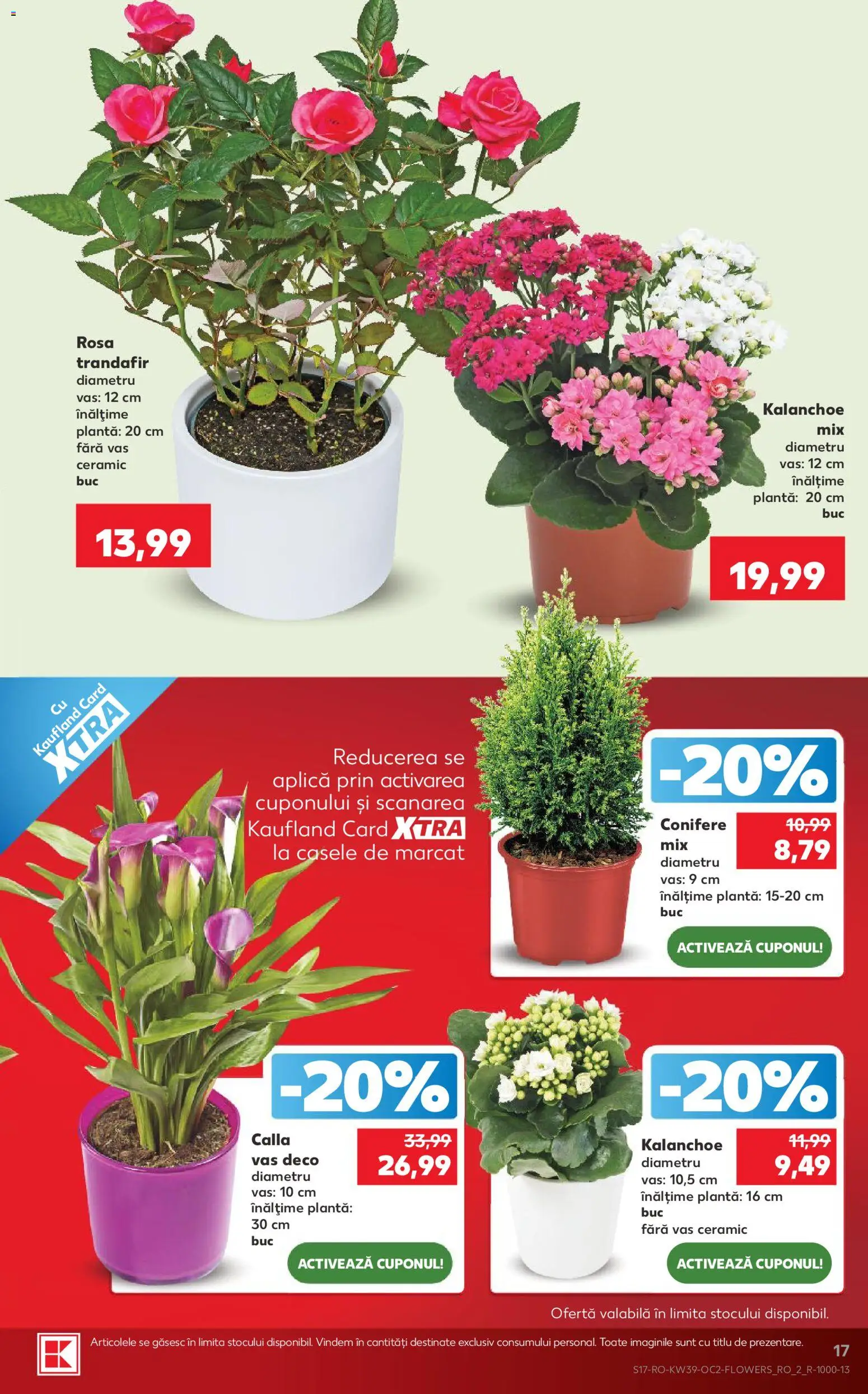 Catalog Kaufland 23 - 28 Septembrie 2026 | Pagina 17 | Produse: Aplică, Trandafir