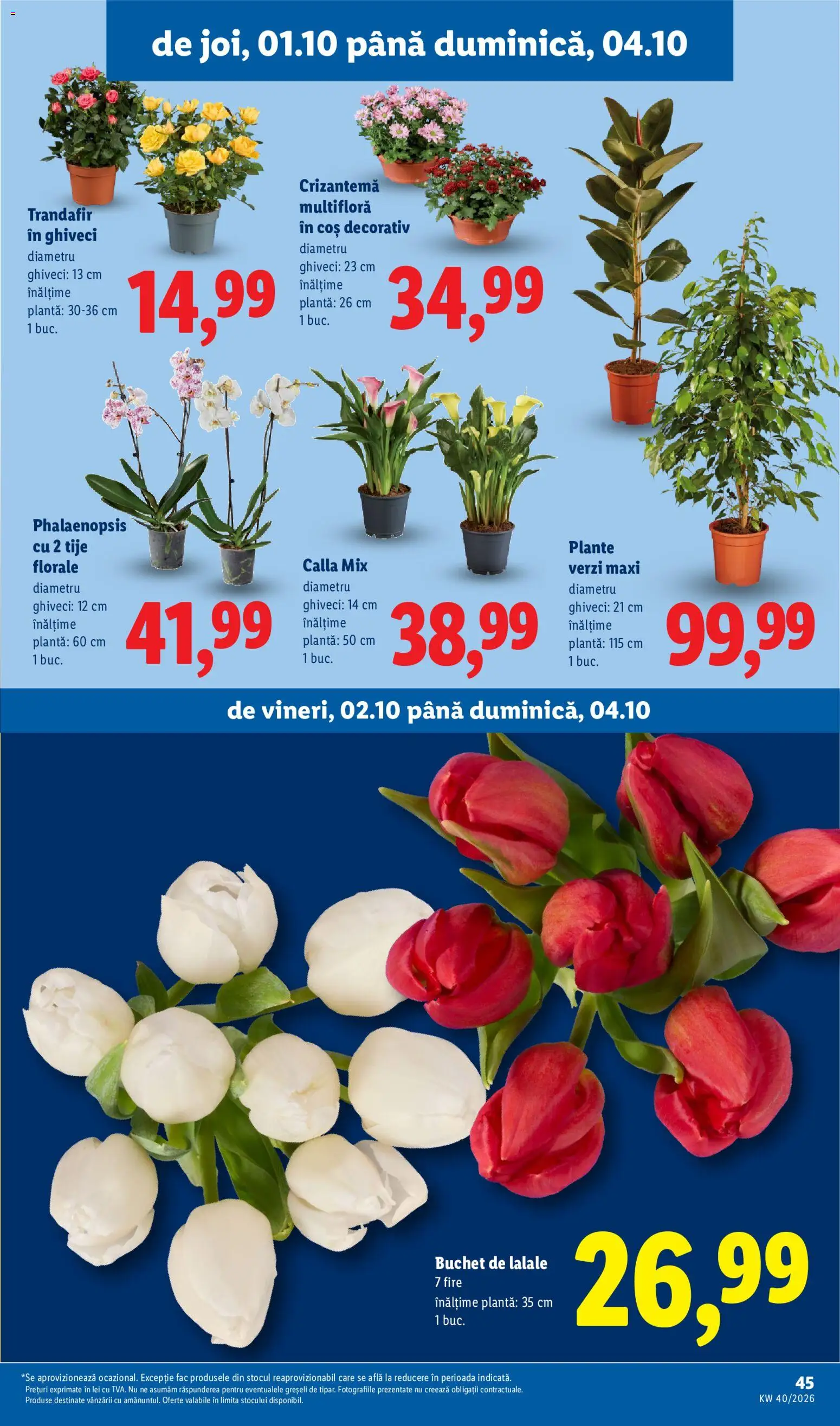 Catalog LIDL 28 Septembrie - 3 Octombrie 2026 | Pagina 45 | Produse: Trandafir, Coș, Ghiveci