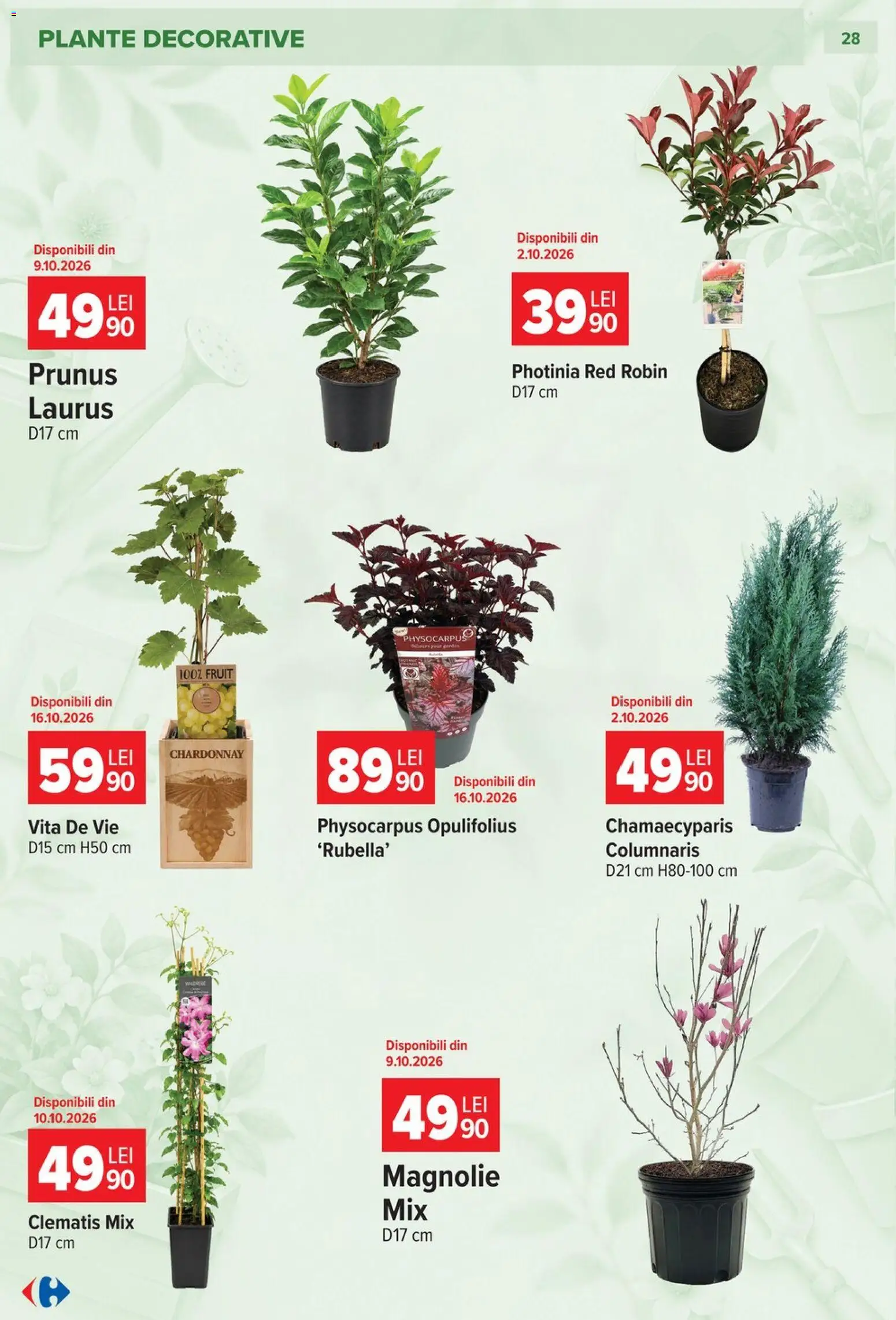 Catalog Carrefour 23 Septembrie - 26 Octombrie 2026 | Pagina 28 | Produse: Vită