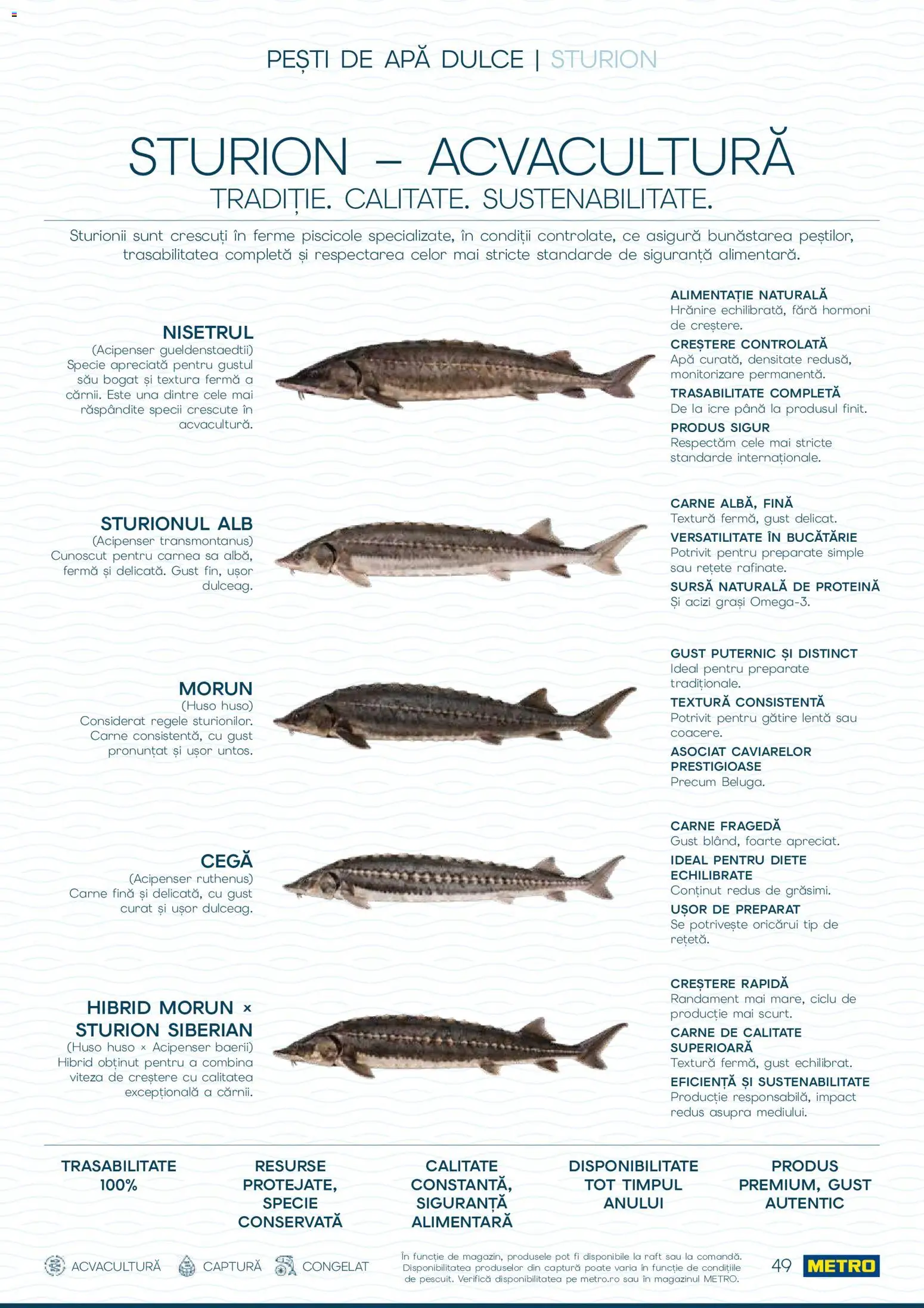 Catalog METRO 1 Octombrie - 30 Decembrie 2026 | Pagina 49 | Produse: Raft, Bucătărie, Impact, Tip