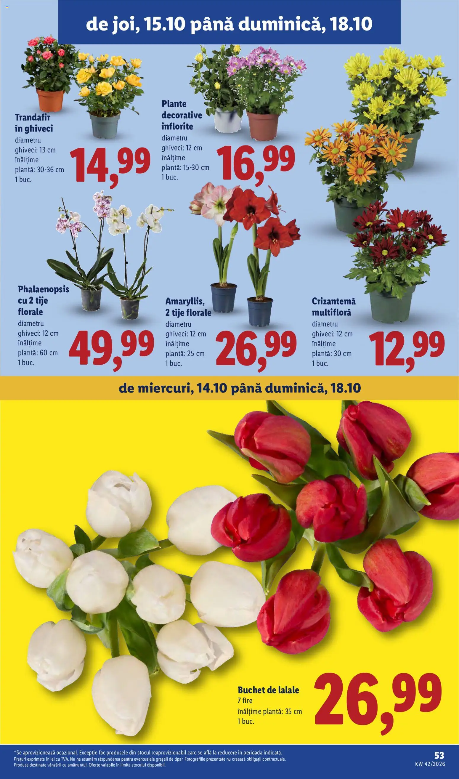 Catalog LIDL 12 - 17 Octombrie 2026 | Pagina 53 | Produse: Trandafir, Ghiveci