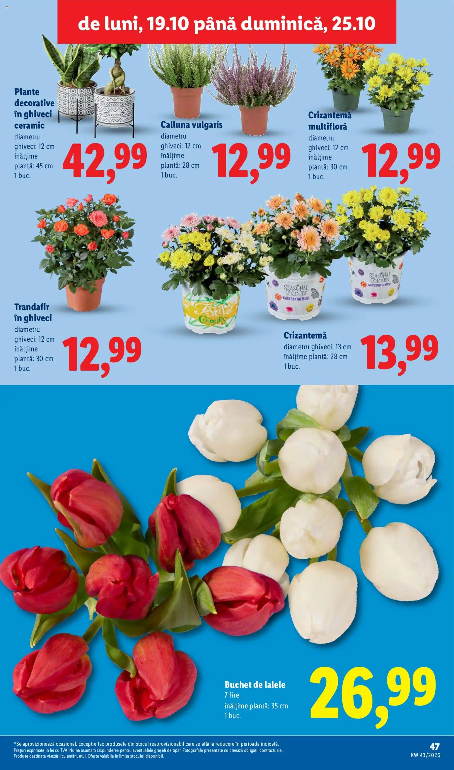 Catalog LIDL 19 - 24 Octombrie 2026 | Pagina 47 | Produse: Trandafir, Ghiveci