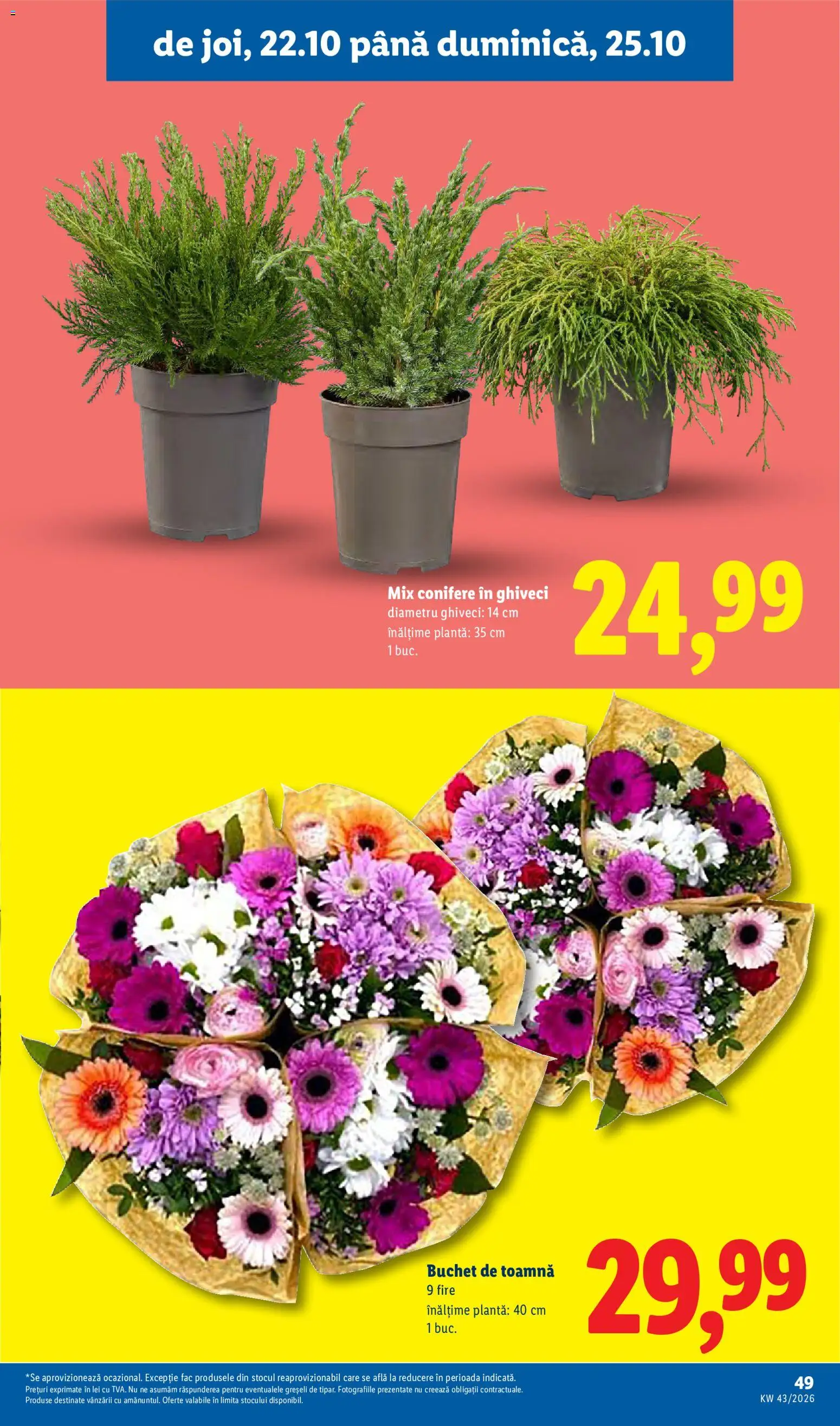 Catalog LIDL 19 - 24 Octombrie 2026 | Pagina 49 | Produse: Ghiveci