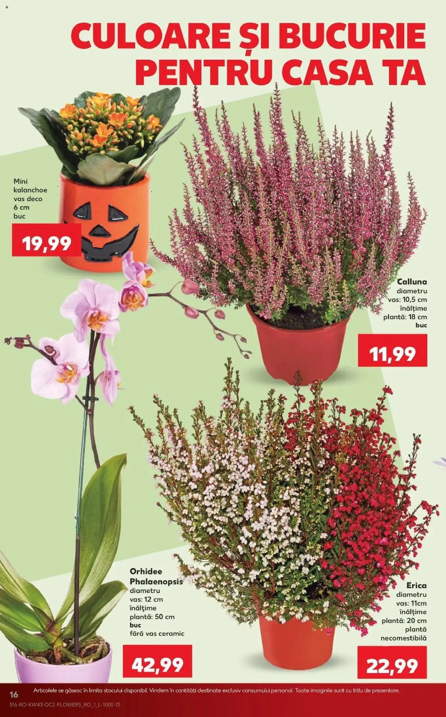 Catalog Kaufland 21 - 26 Octombrie 2026 | Pagina 16 | Produse: Orhidee
