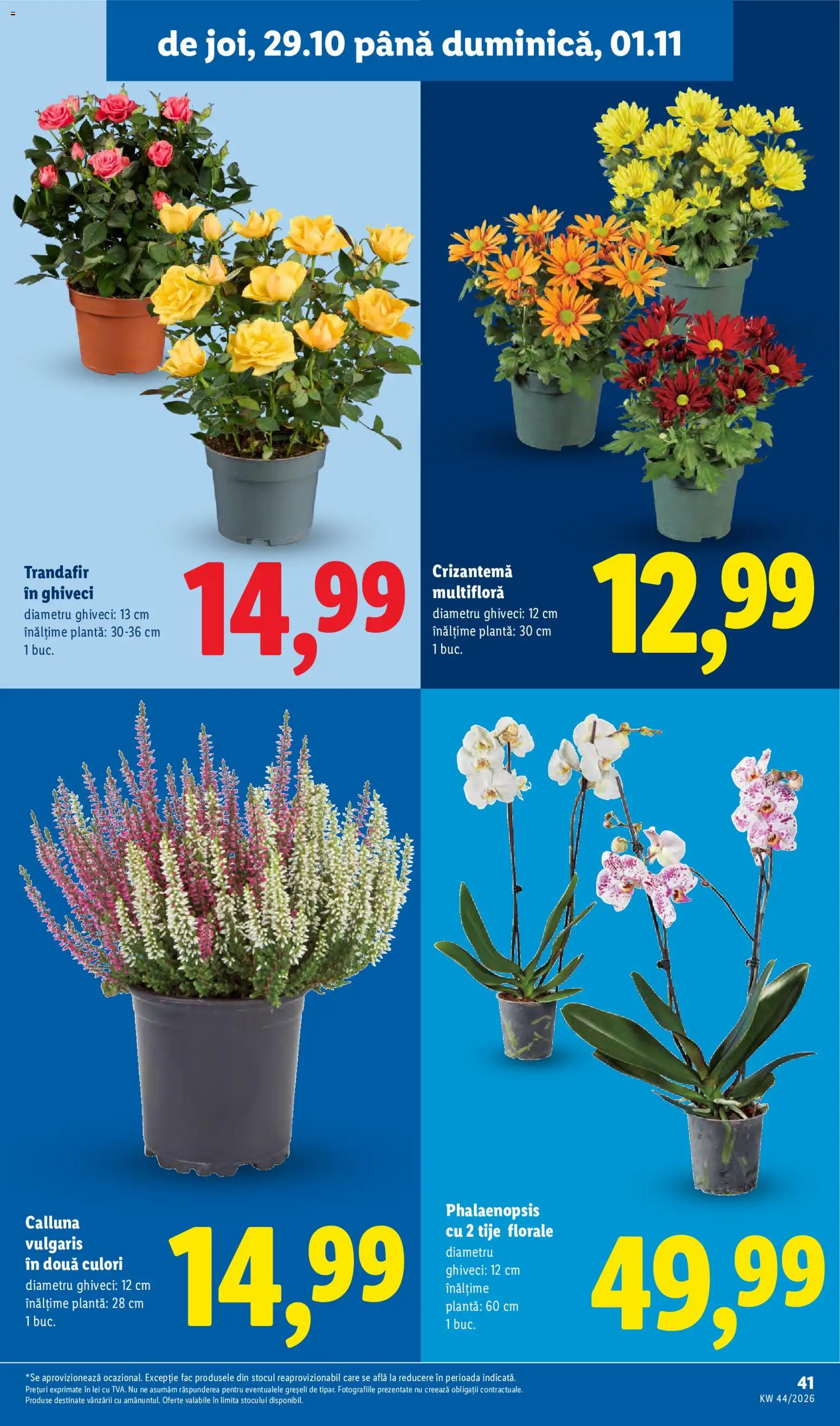 Catalog LIDL 26 - 31 Octombrie 2026 | Pagina 41 | Produse: Trandafir, Ghiveci
